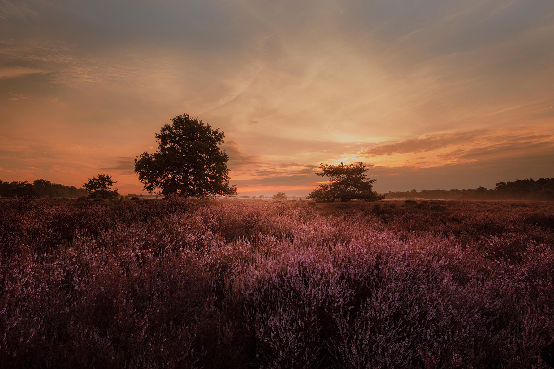 loonse en drunense duinen
