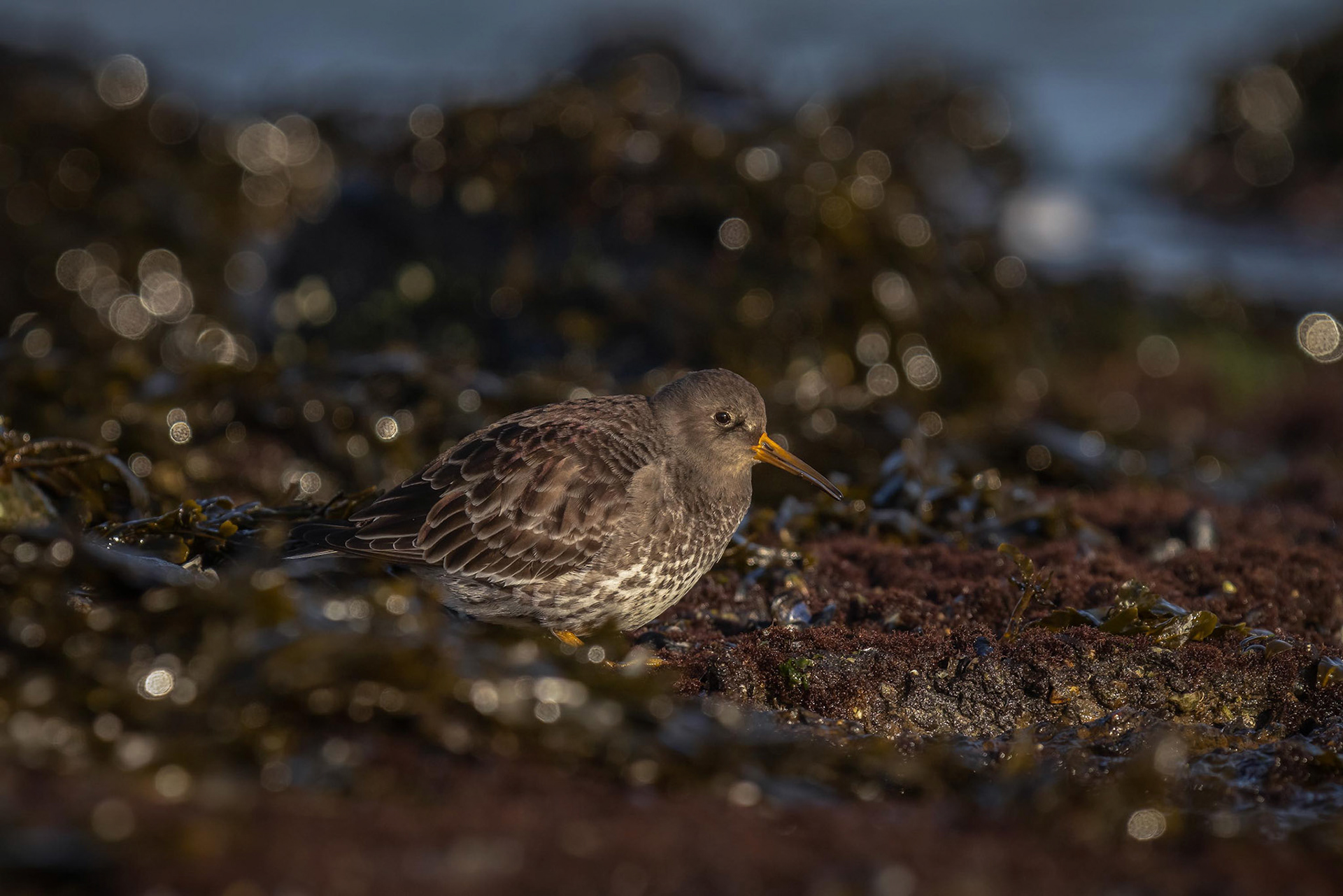 paarse strandloper