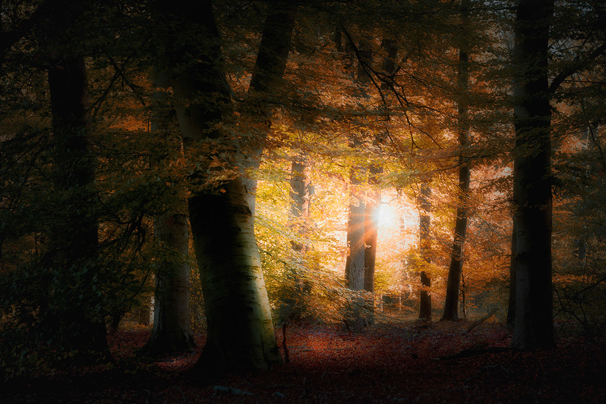 Veluwe