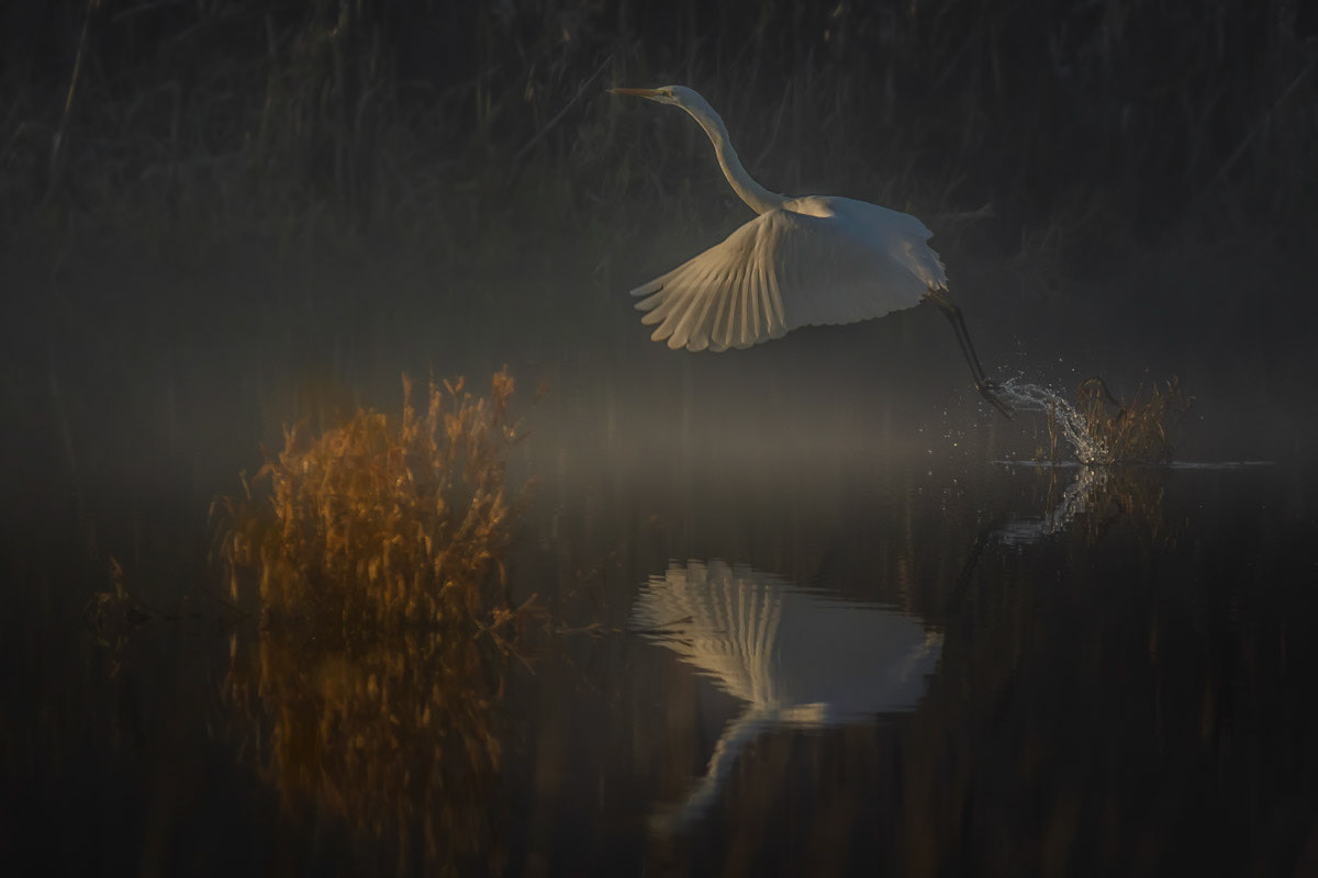 grote zilverreiger