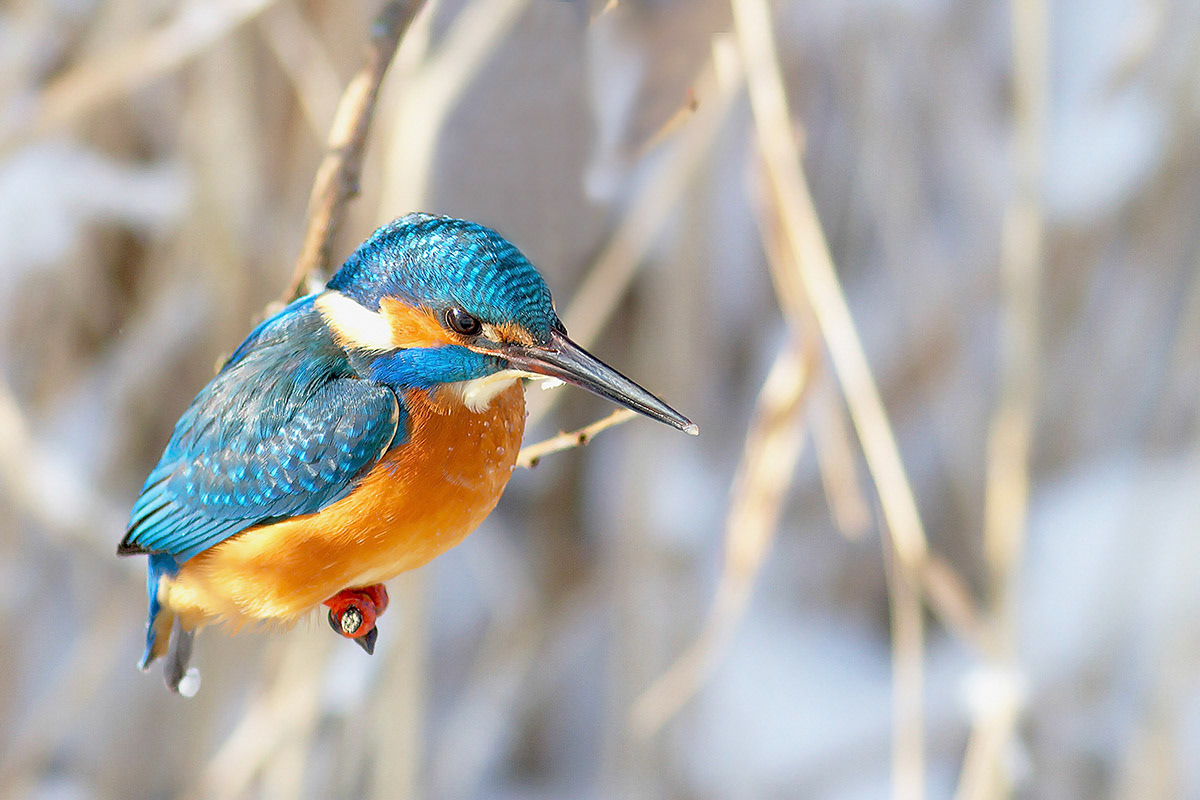 Ijsvogel