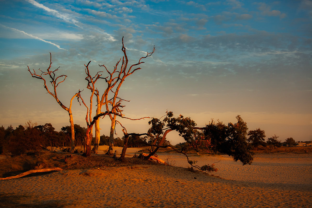 Loonse en drunense duinen