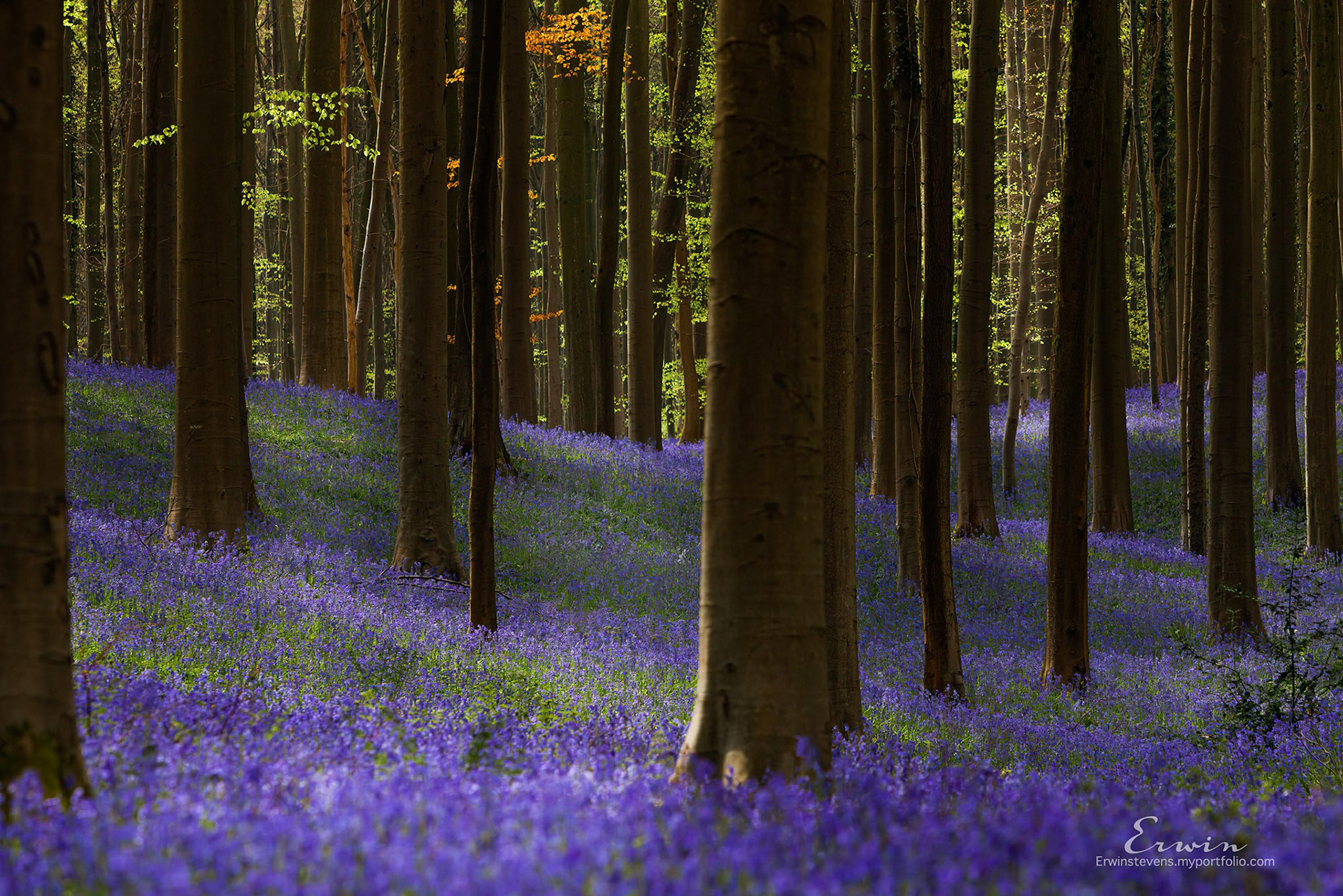 Hallerbos