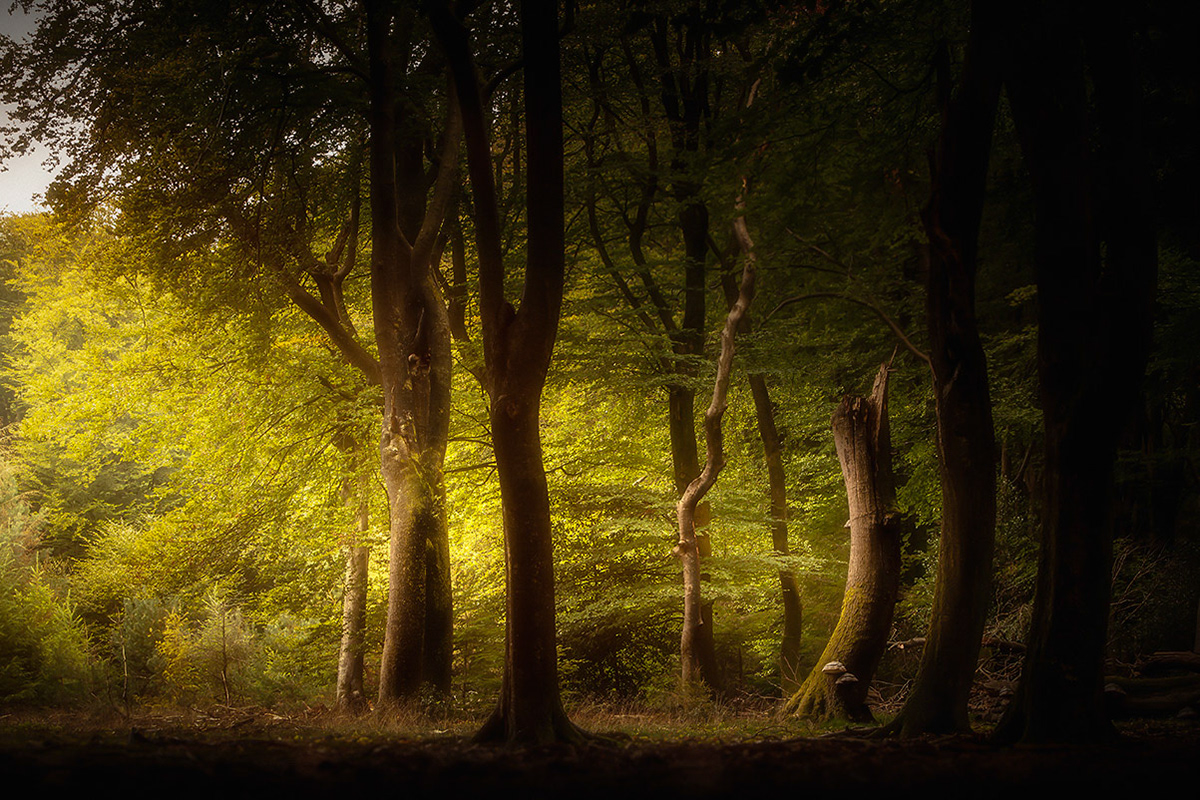veluwe