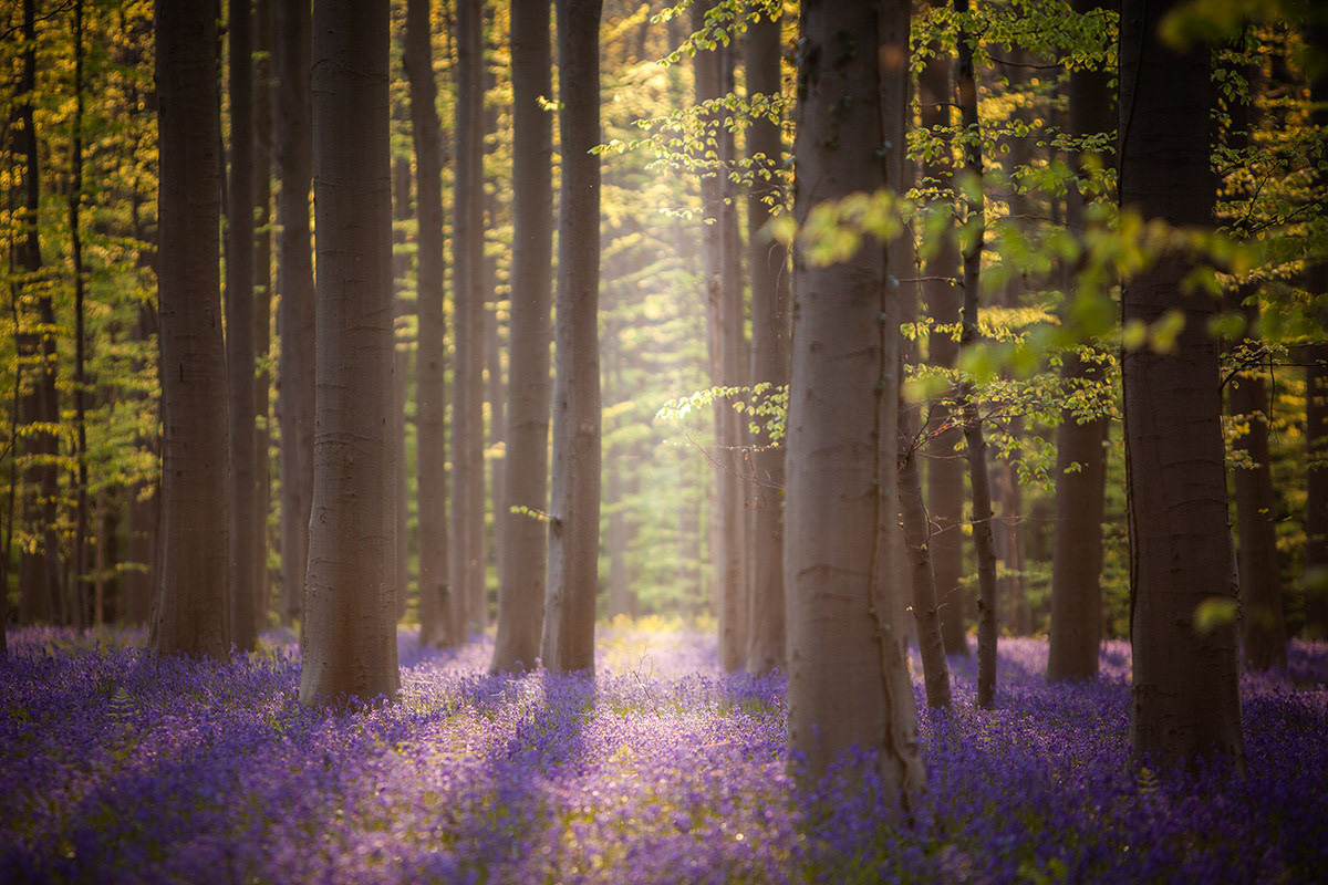 Hallerbos