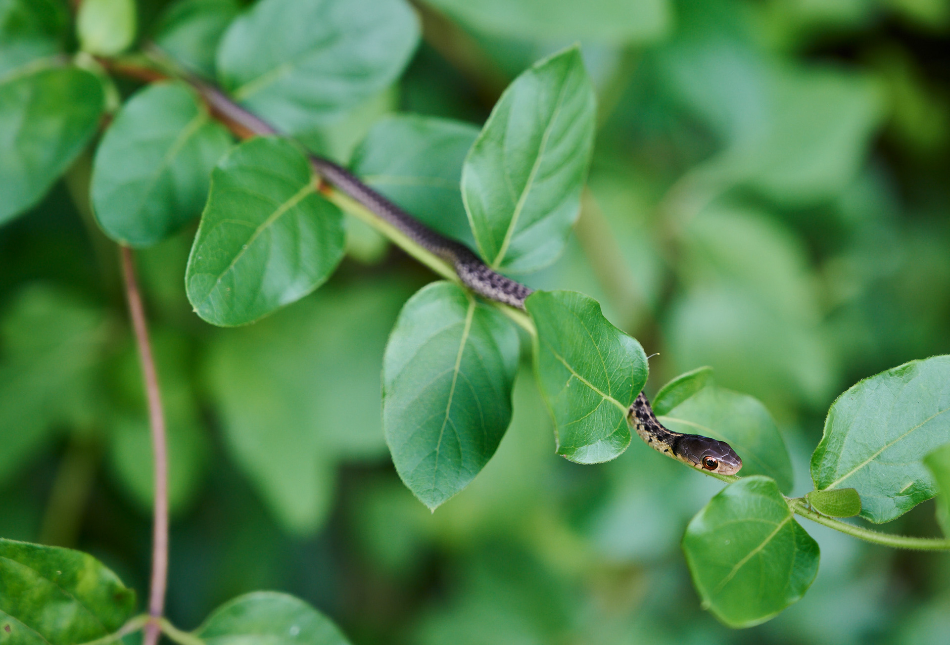 Stalking a cone-headed planthopper