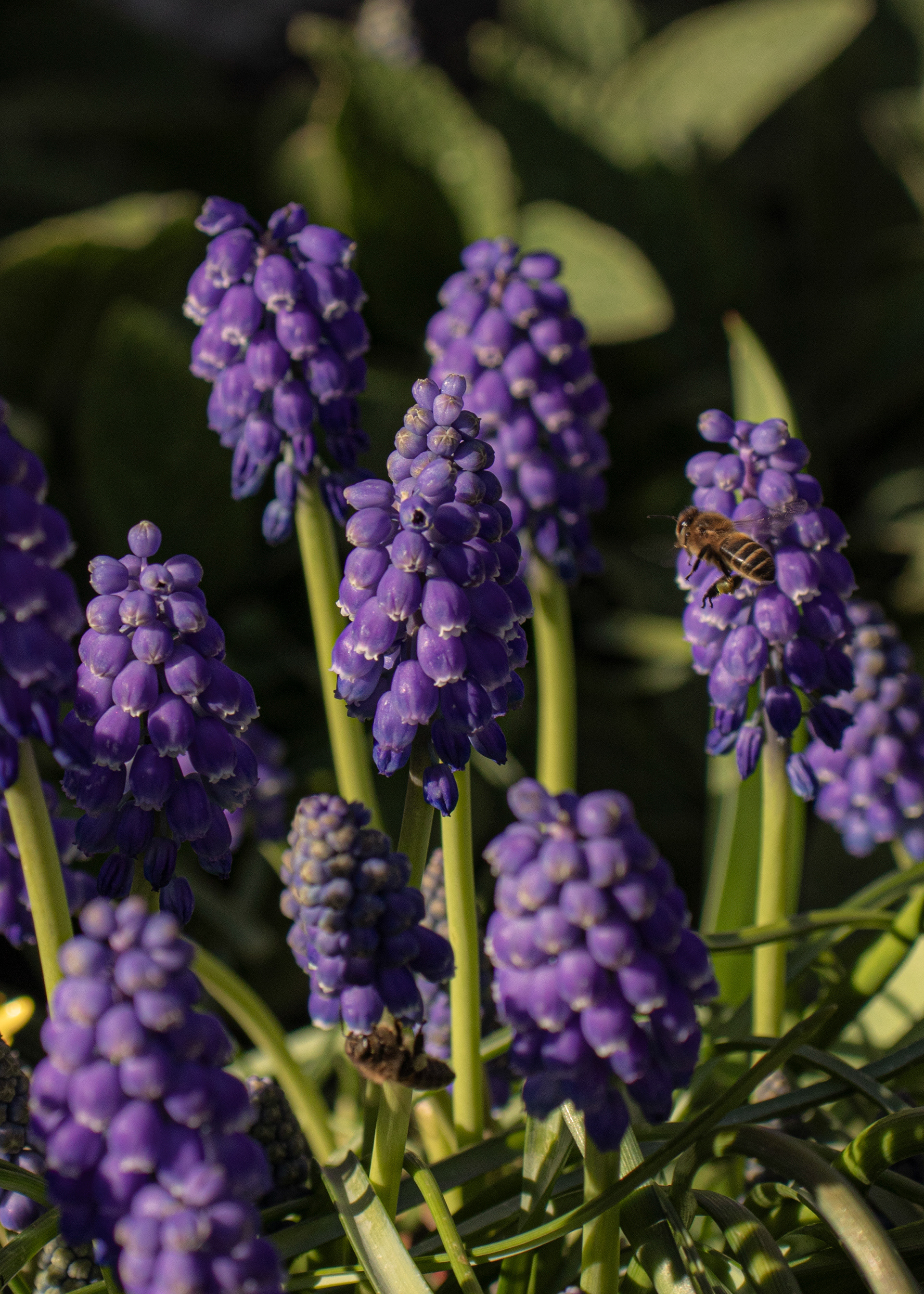 Bee and flowers. Date: 2021
