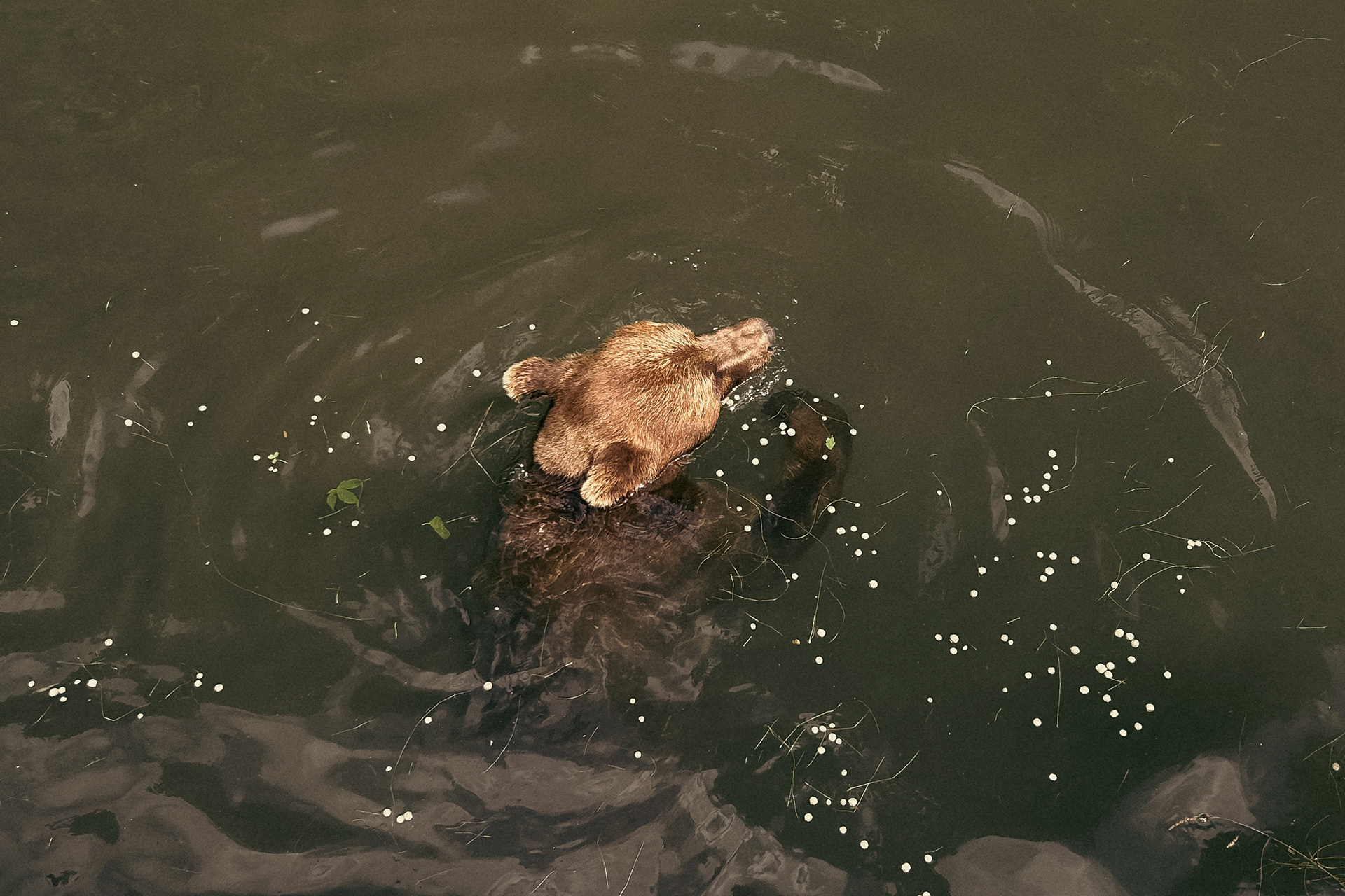 Brown Bear in Water (2024)