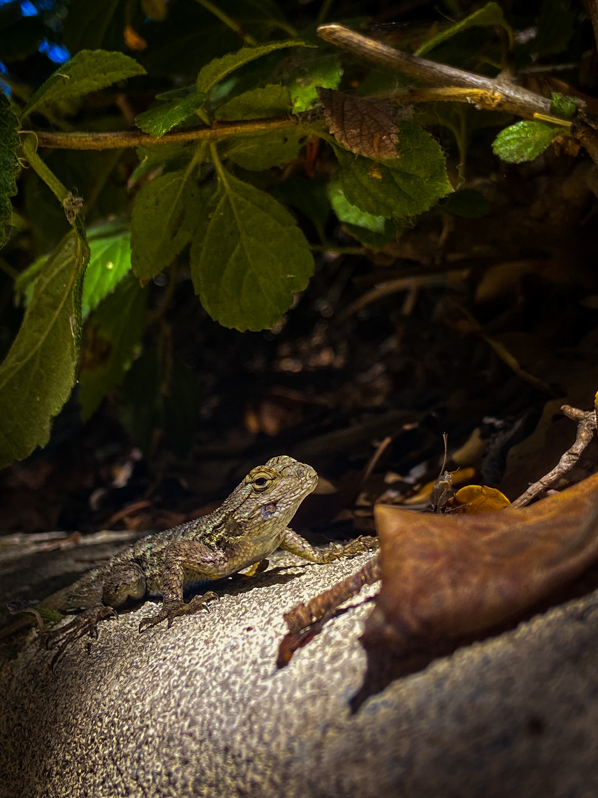 Lizard in Habitat (2021)