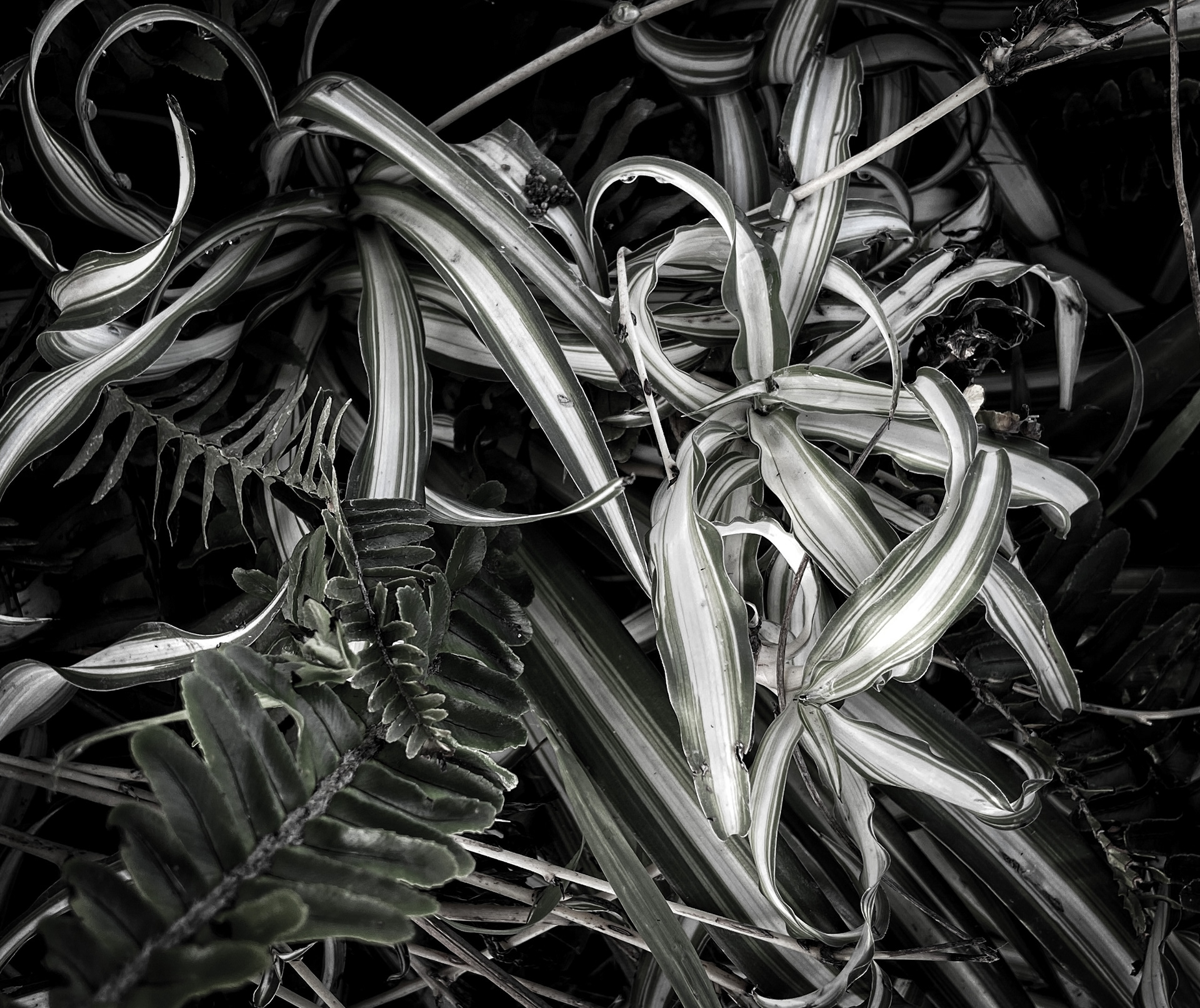 Organic Entanglement (2021)