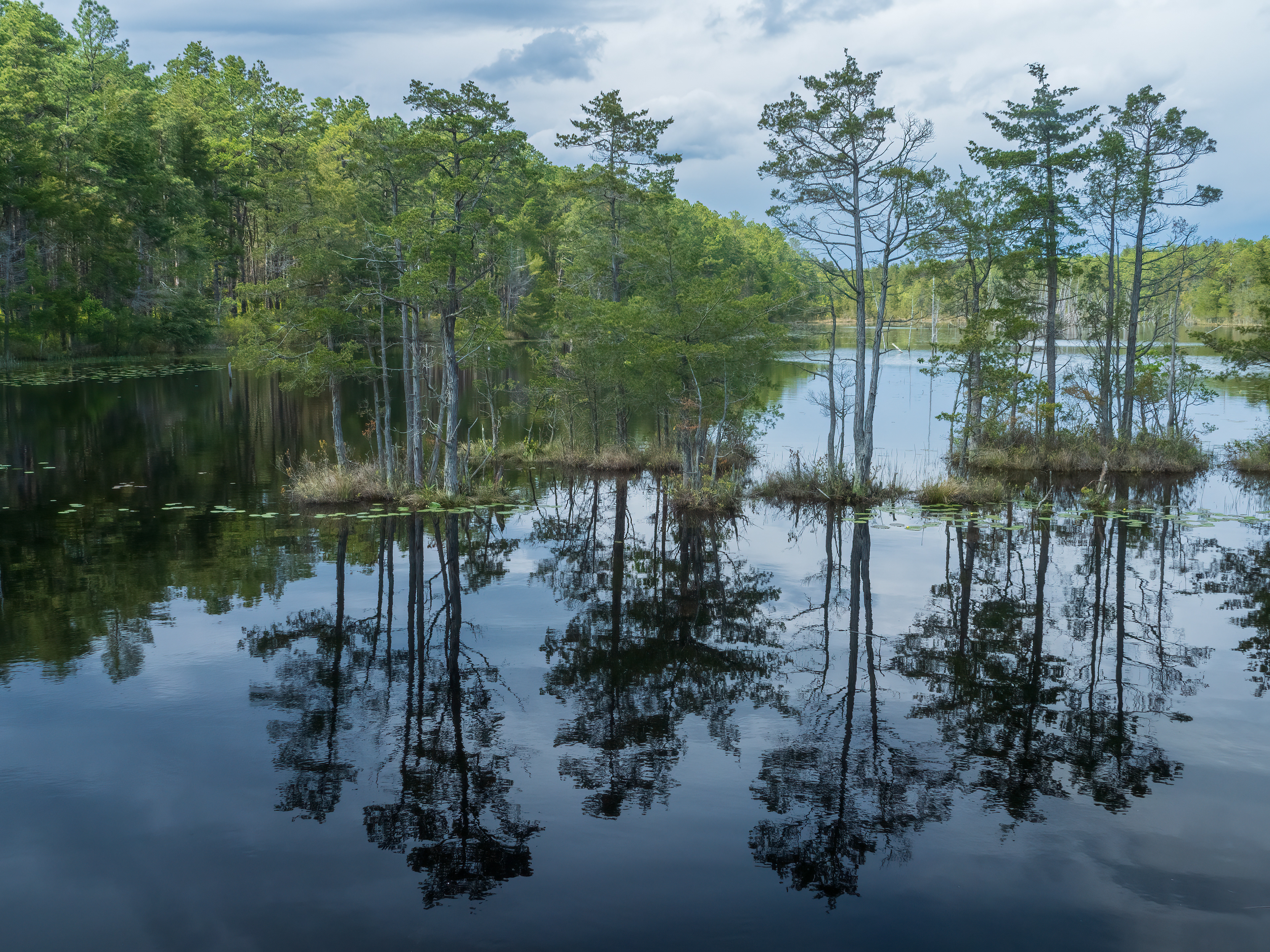 A small stand of Atlantic White Cedars make reflections in the water at Lake Oswego in the New Jersey Pine Barrens. The sky looks cloudy and stormy.