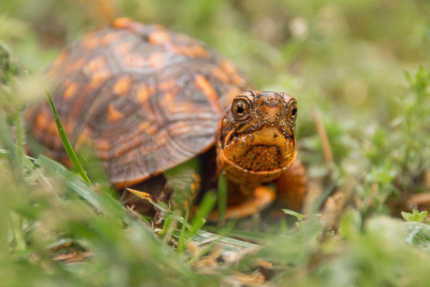 Close up image of a baby Eastern Box Turtle