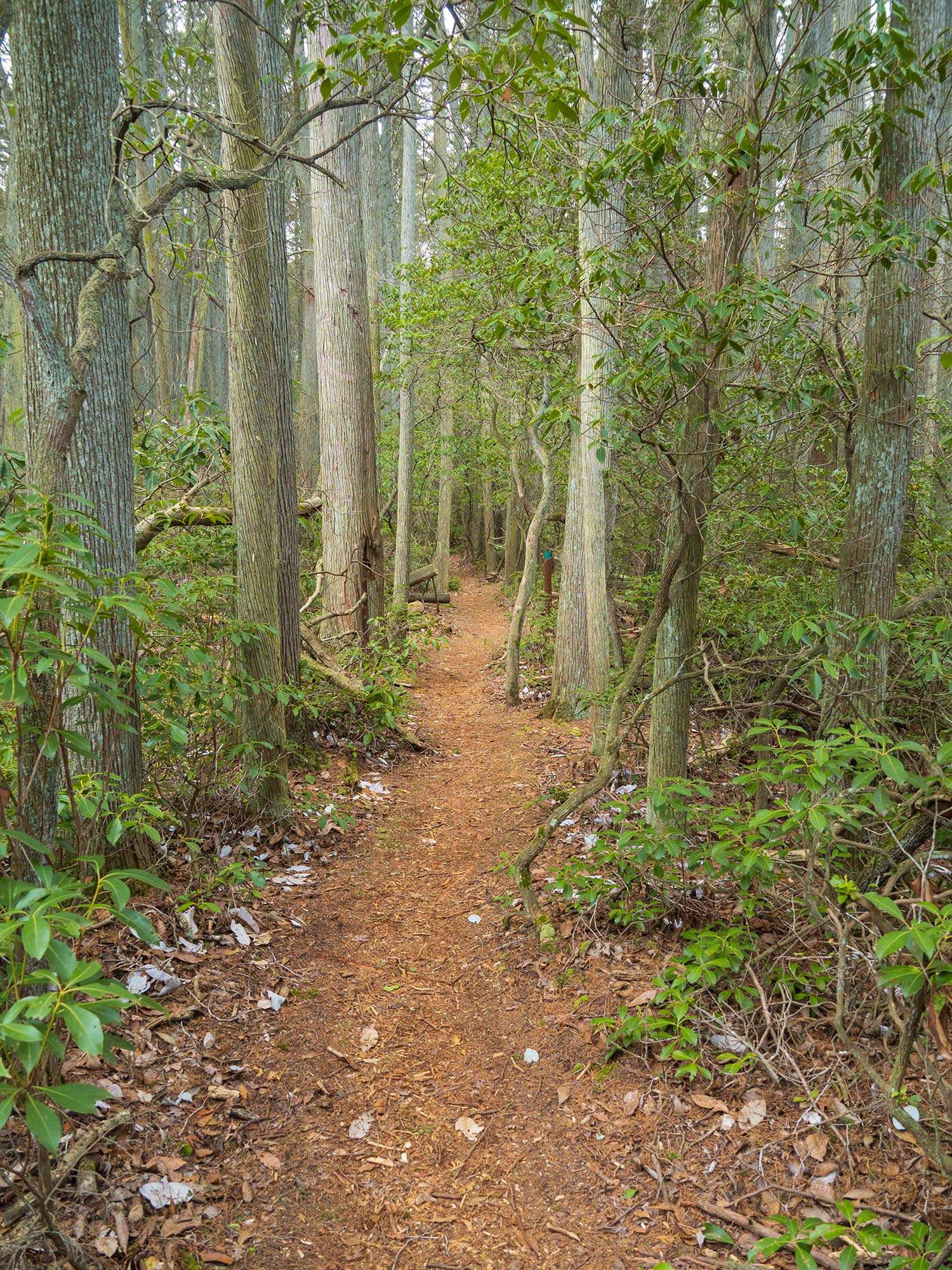 A trail leads the way through a stand of Atlantic White Cedars. This looks like a beautiful hiking trail. Mountain Laurel can also be seen on the side of this lush trail.