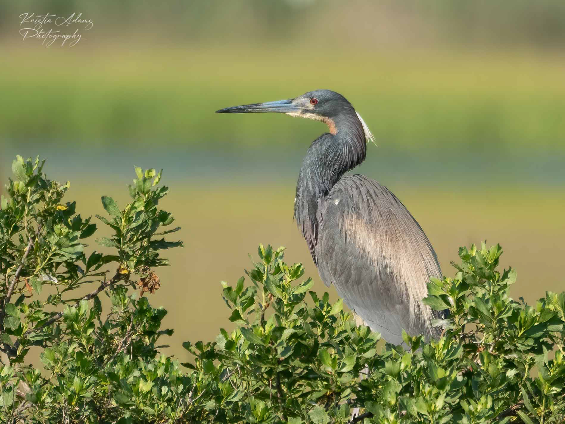 A tri-colored heron sits in bush in the marsh in Ocean City, New Jersey