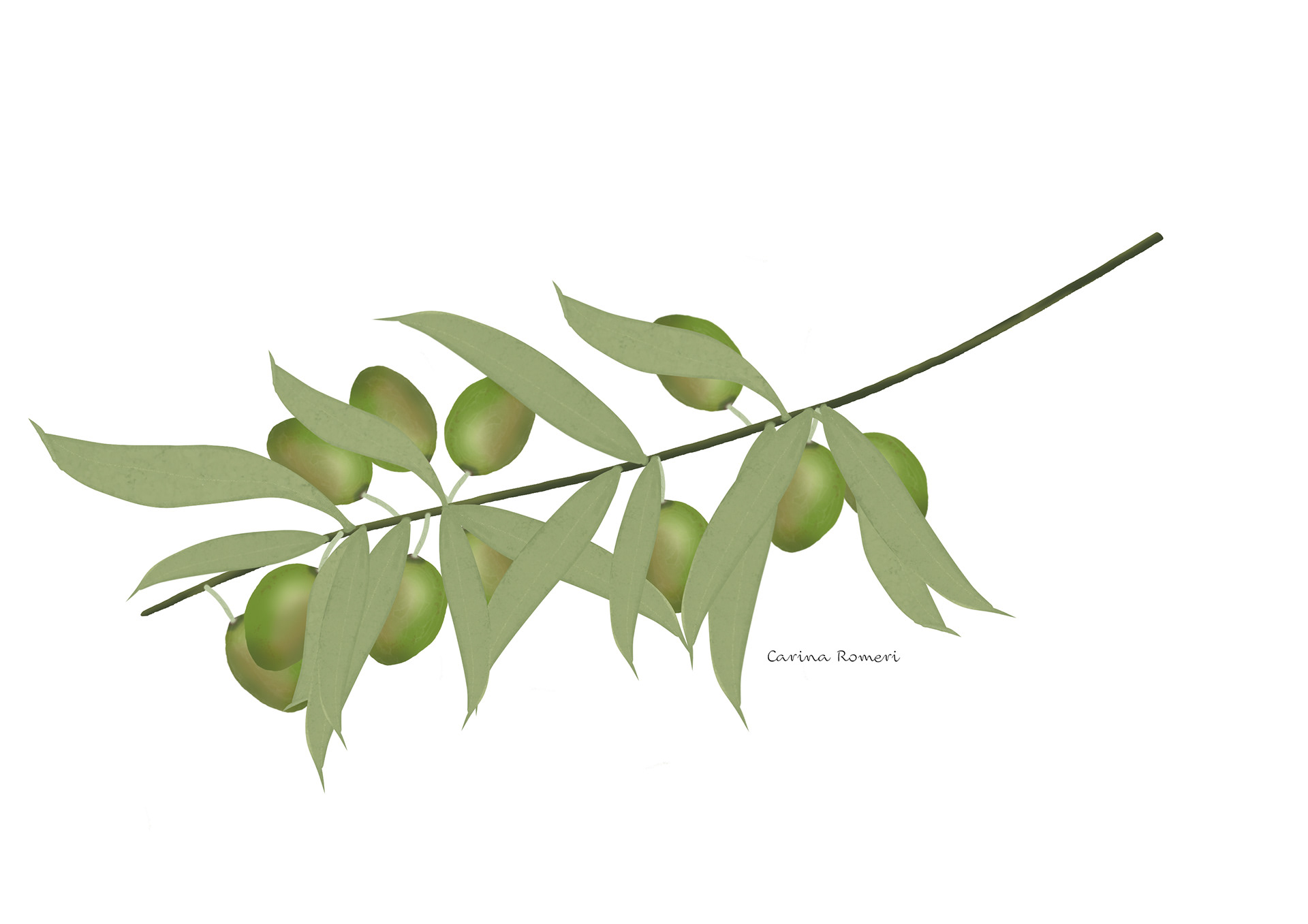 Oliven tegnet i Adobe Fresco