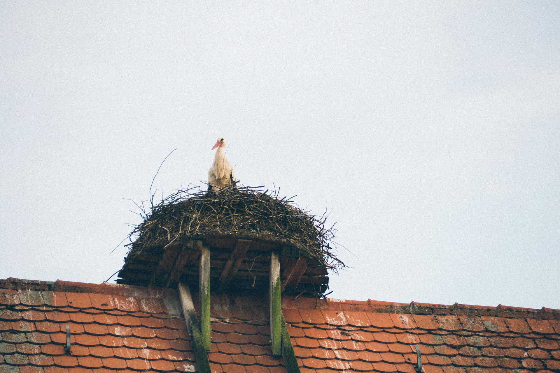 hochzeitsfotograf, hochzeitsfotografie, volkach, wuerzburg, schweinfurt, kitzingen, franken, storch