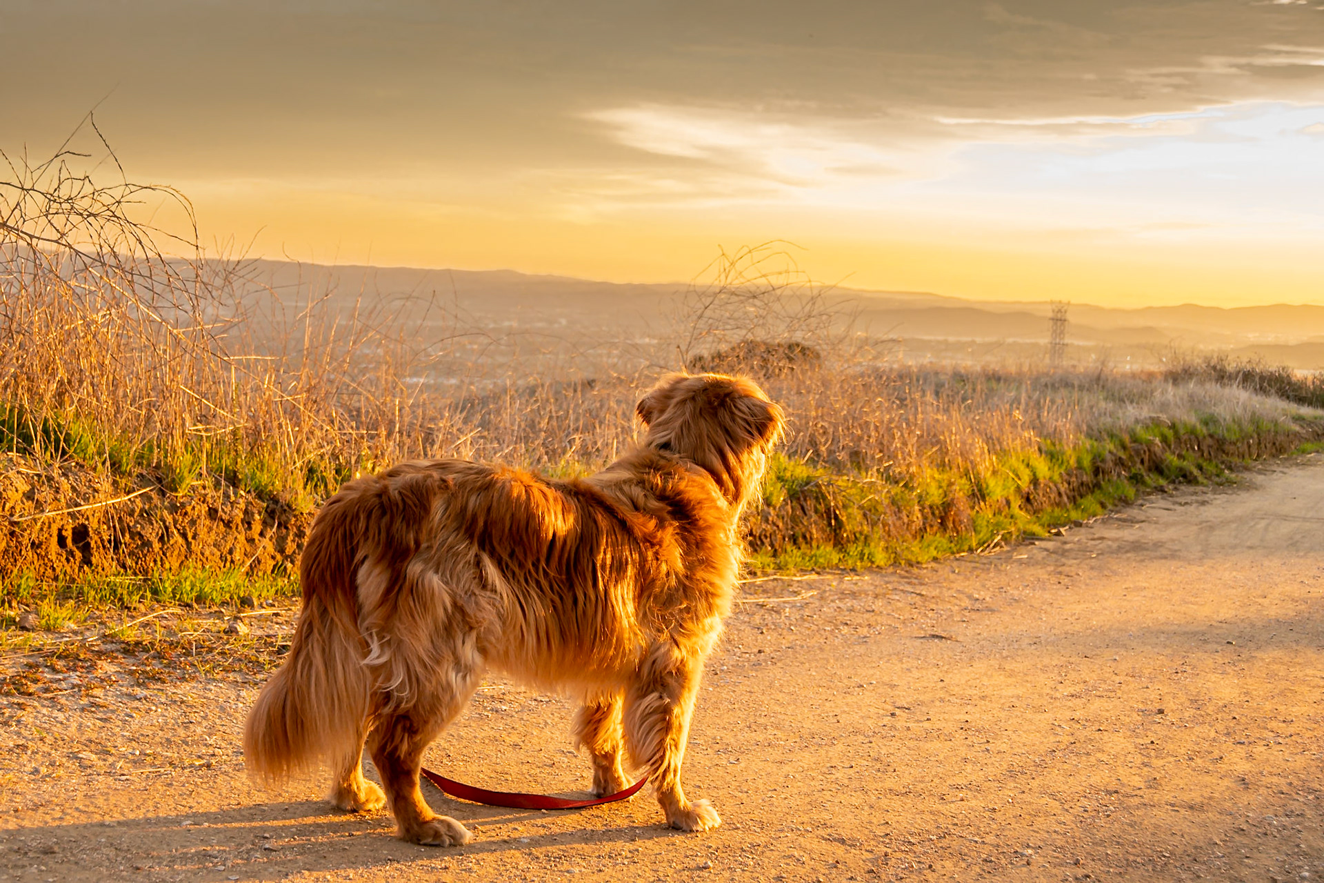Golden retriever during a golden hour hike.