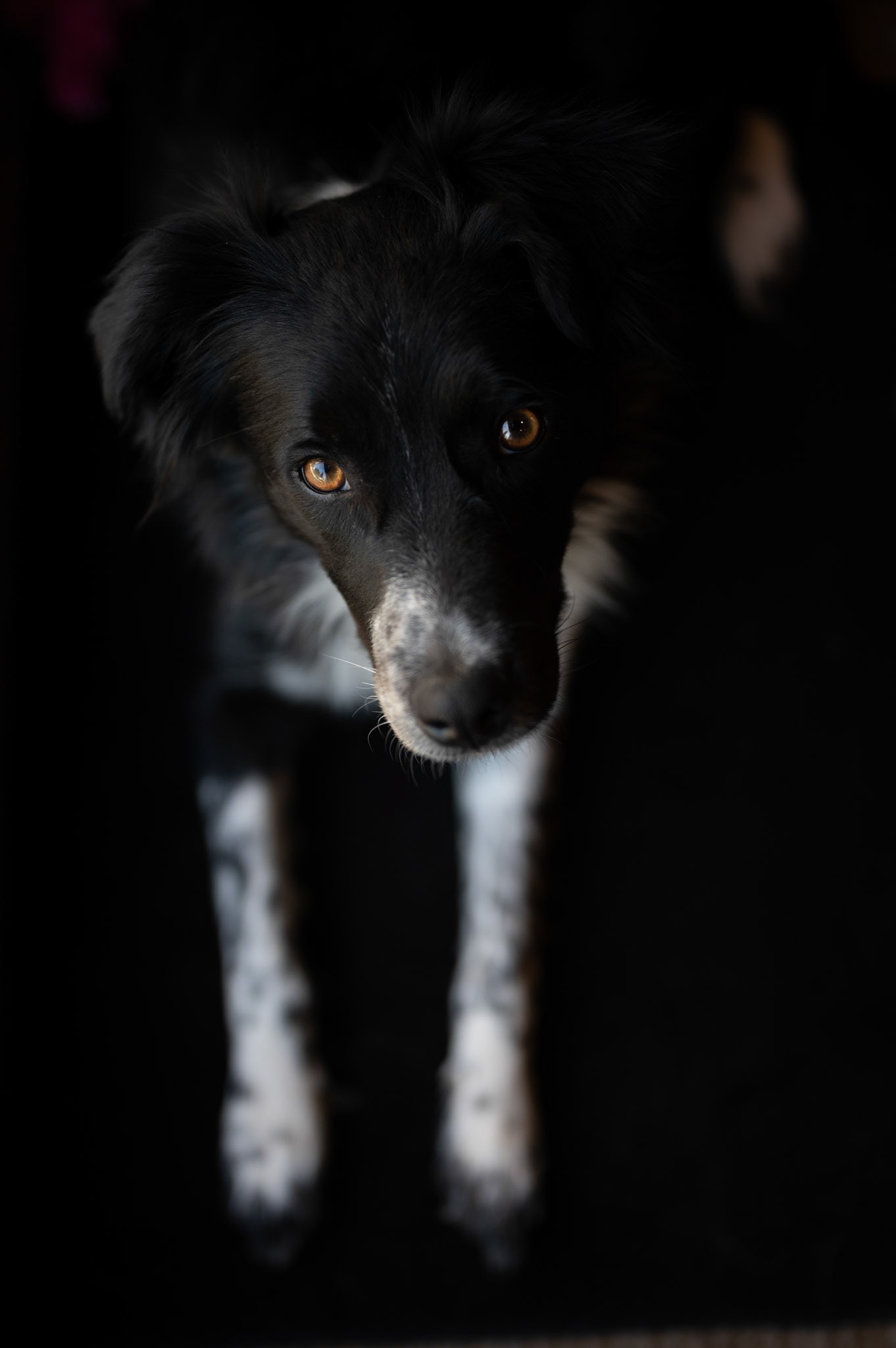 Piper looking dramatic
