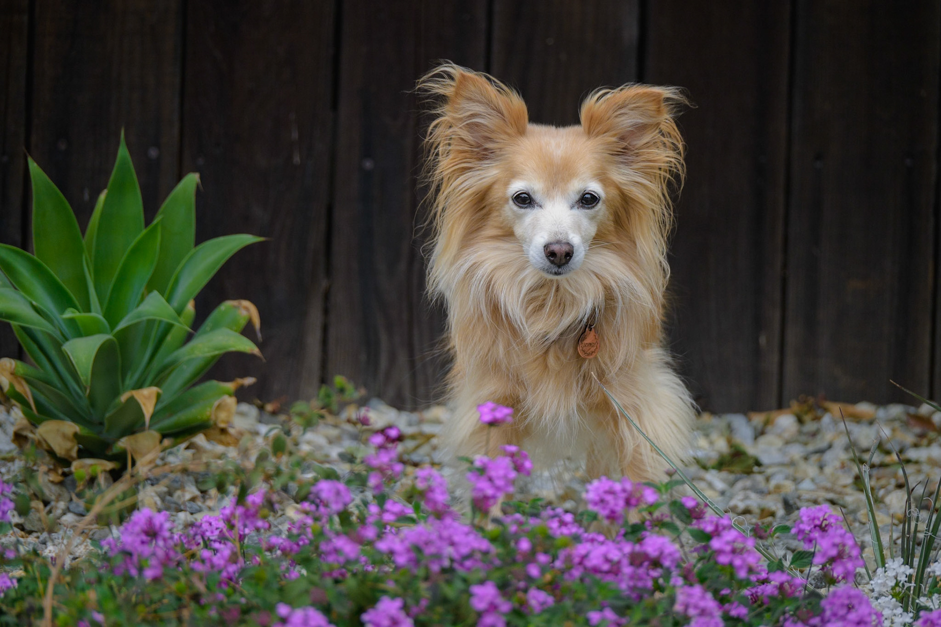 Sophie in the garden