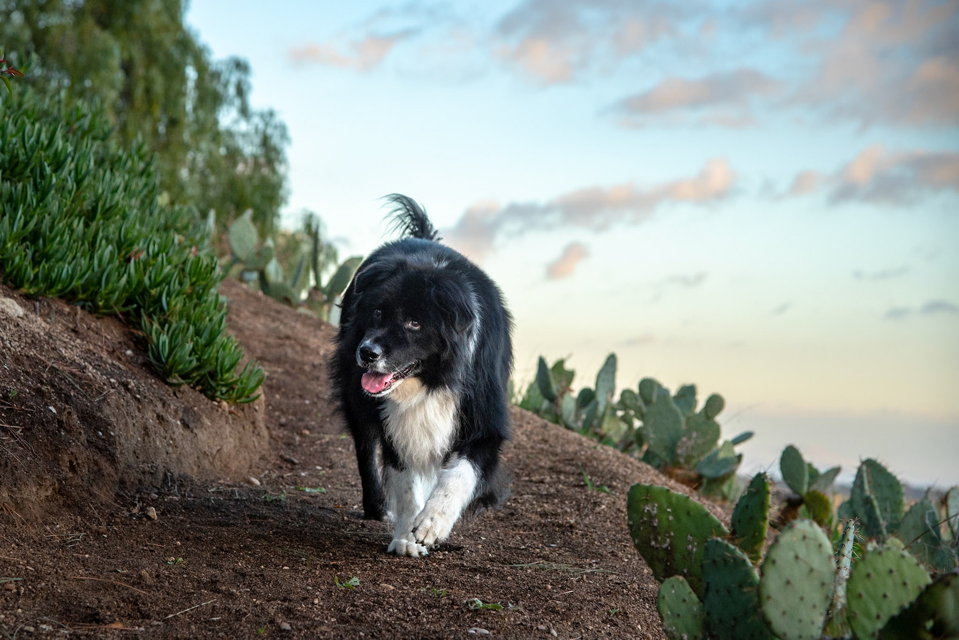 Sally on the cactus trail