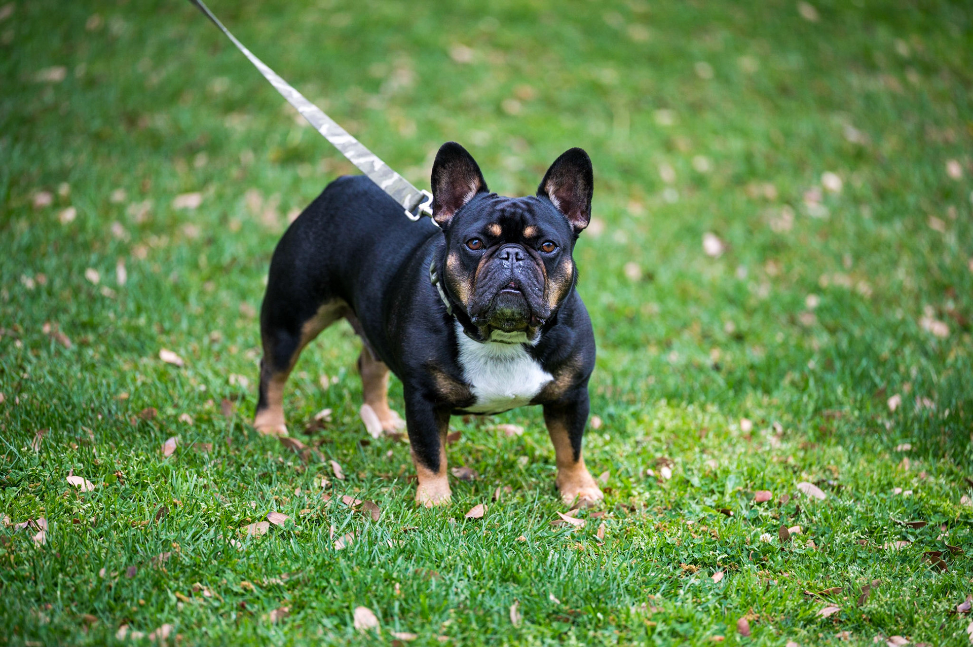 leashed french bulldog on grass
