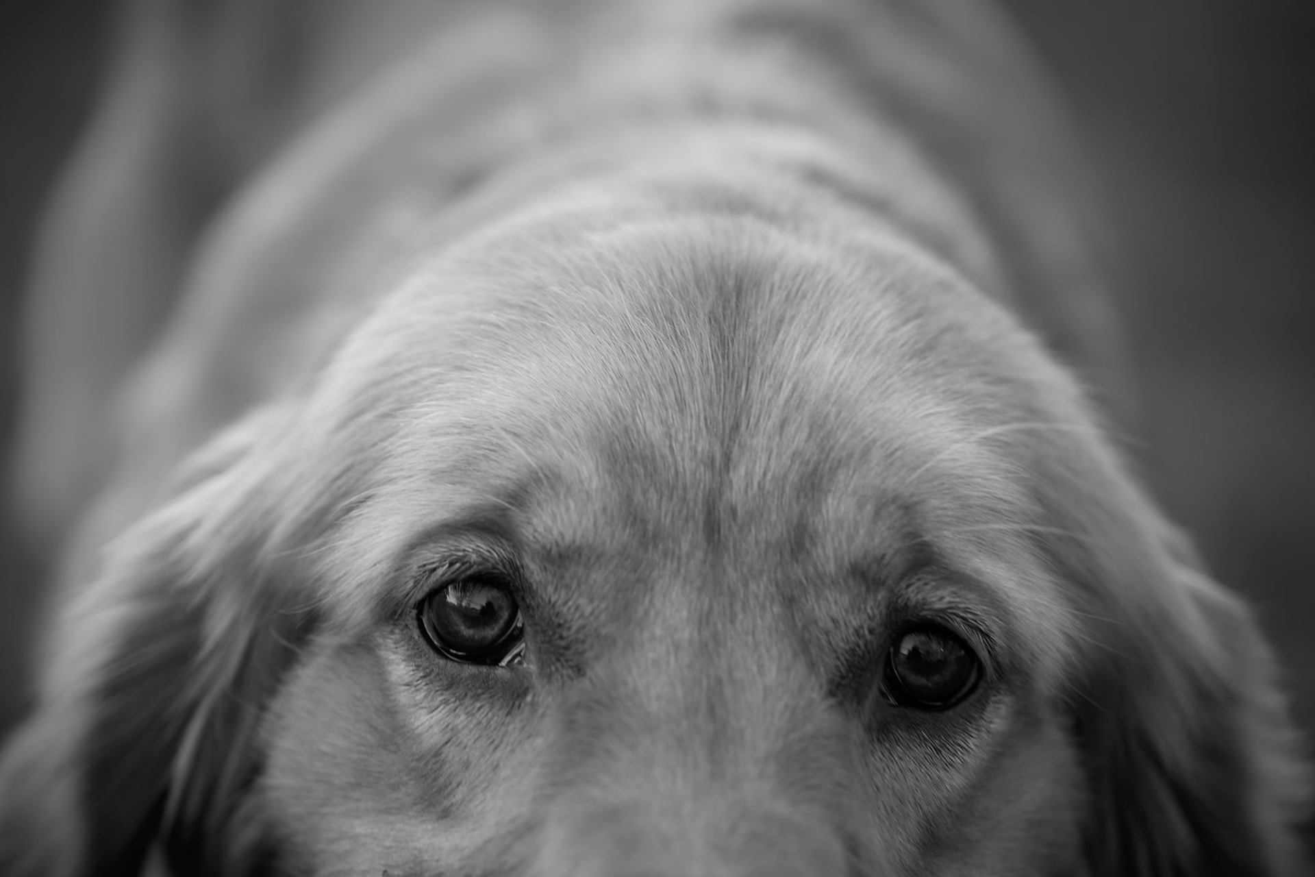 Beautiful Golden Eyes