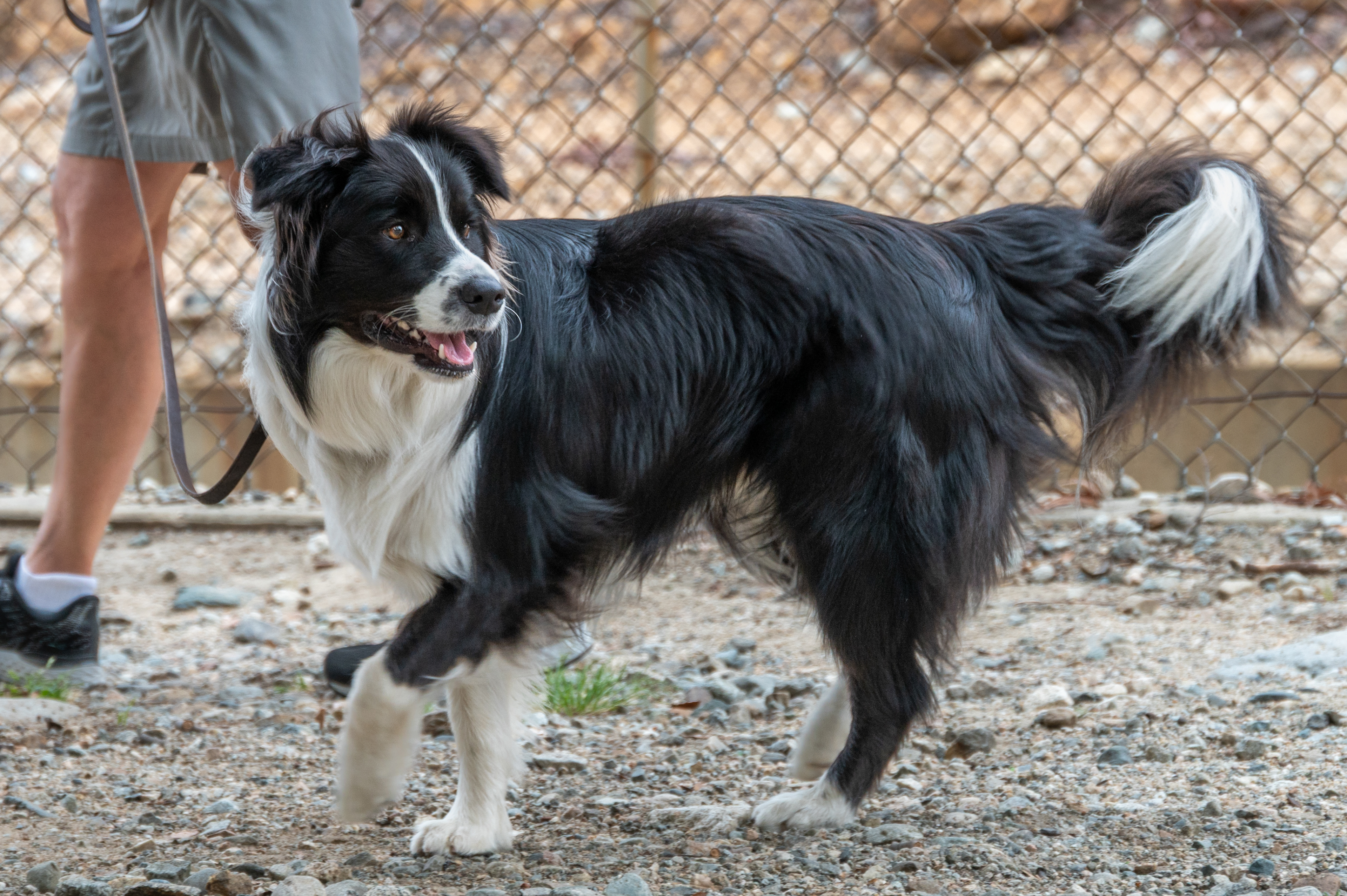 Beautiful Collie