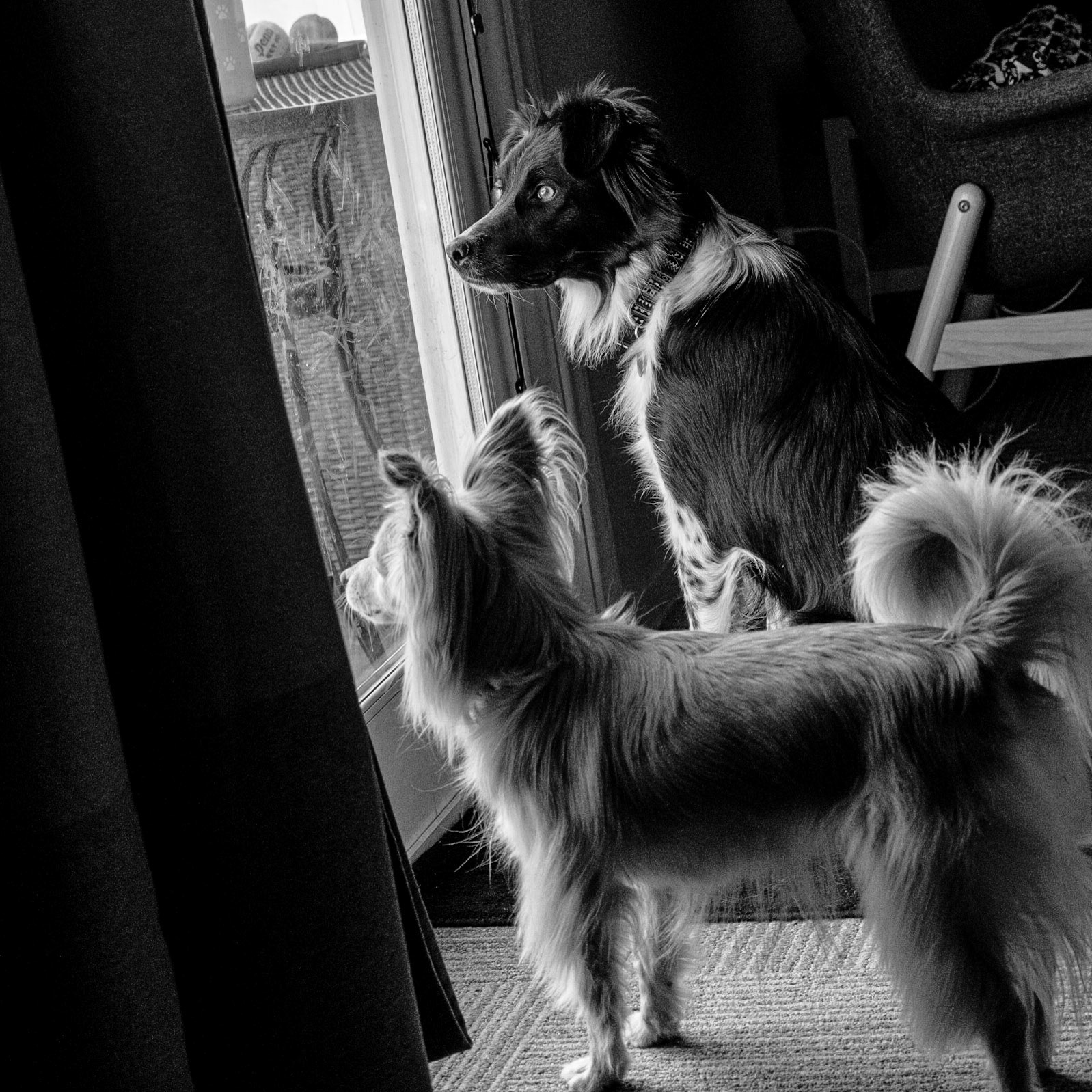 Sophie and Piper standing guard