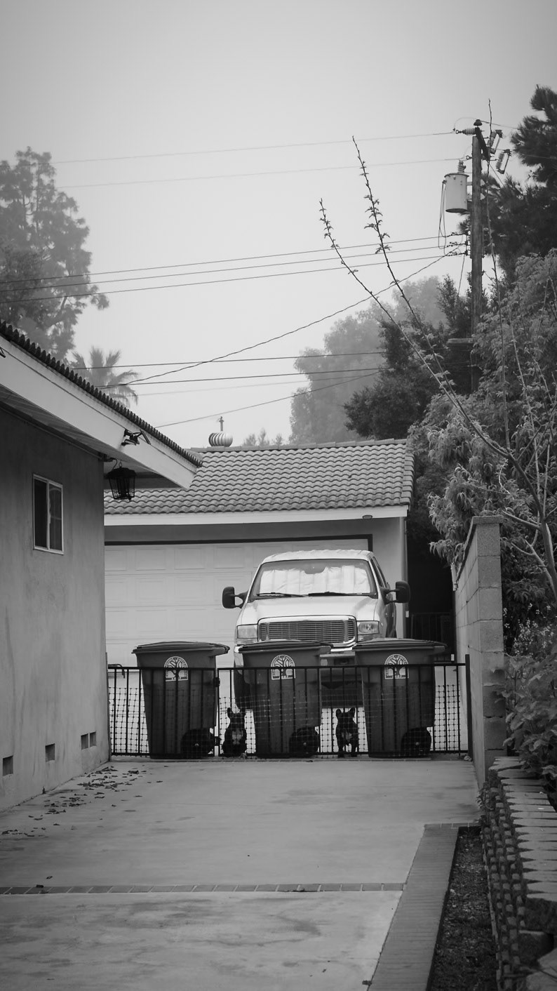 Neighborhood Frenchies
