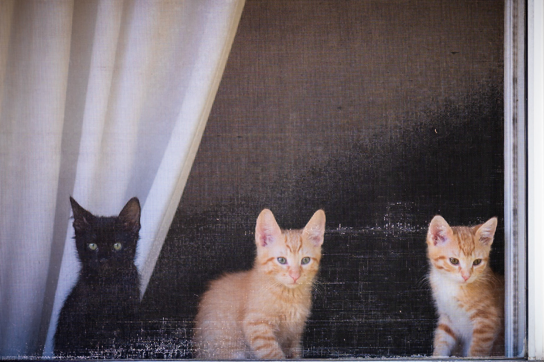 Link, Pete and Julie (Fosters)