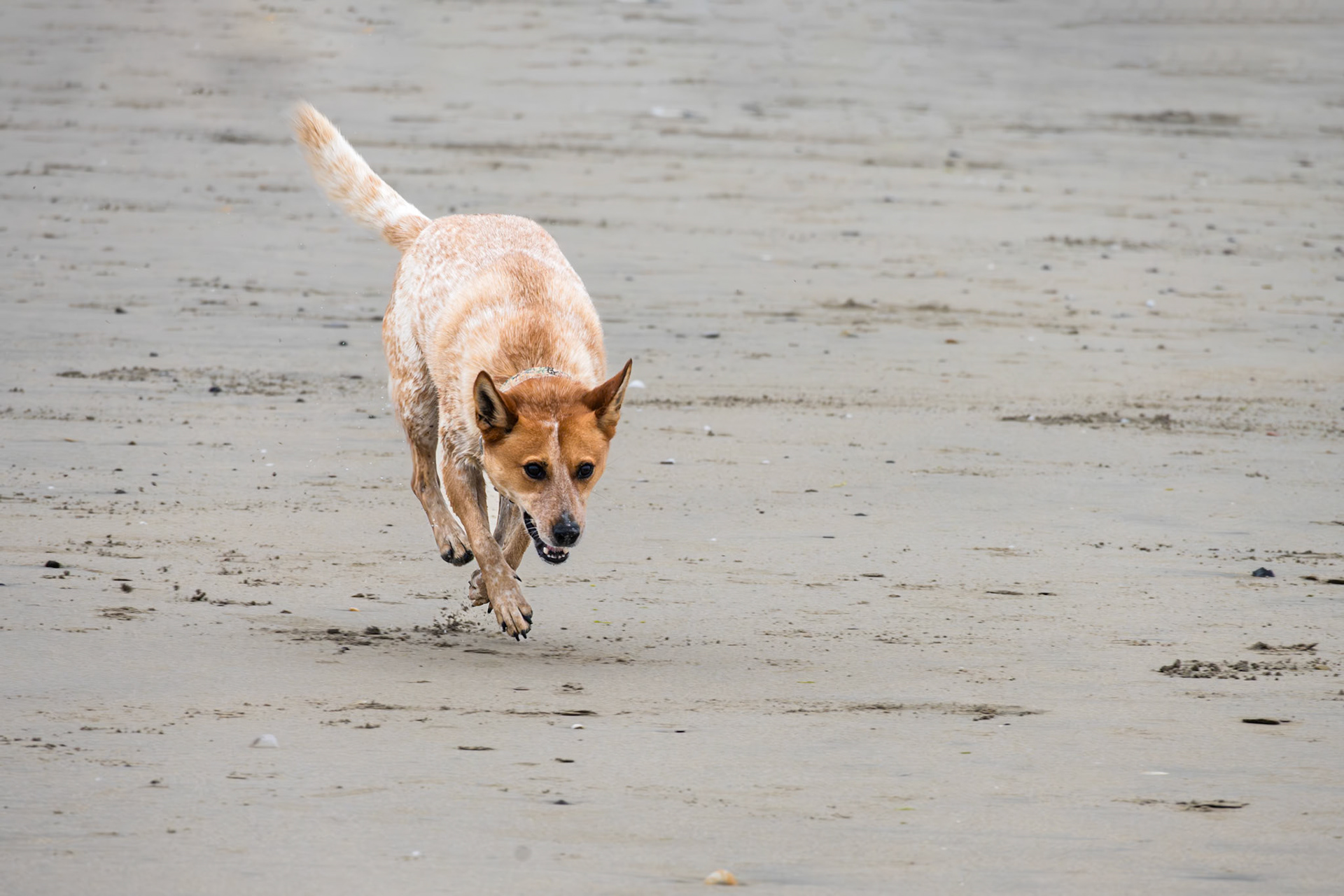 dog on the beach
