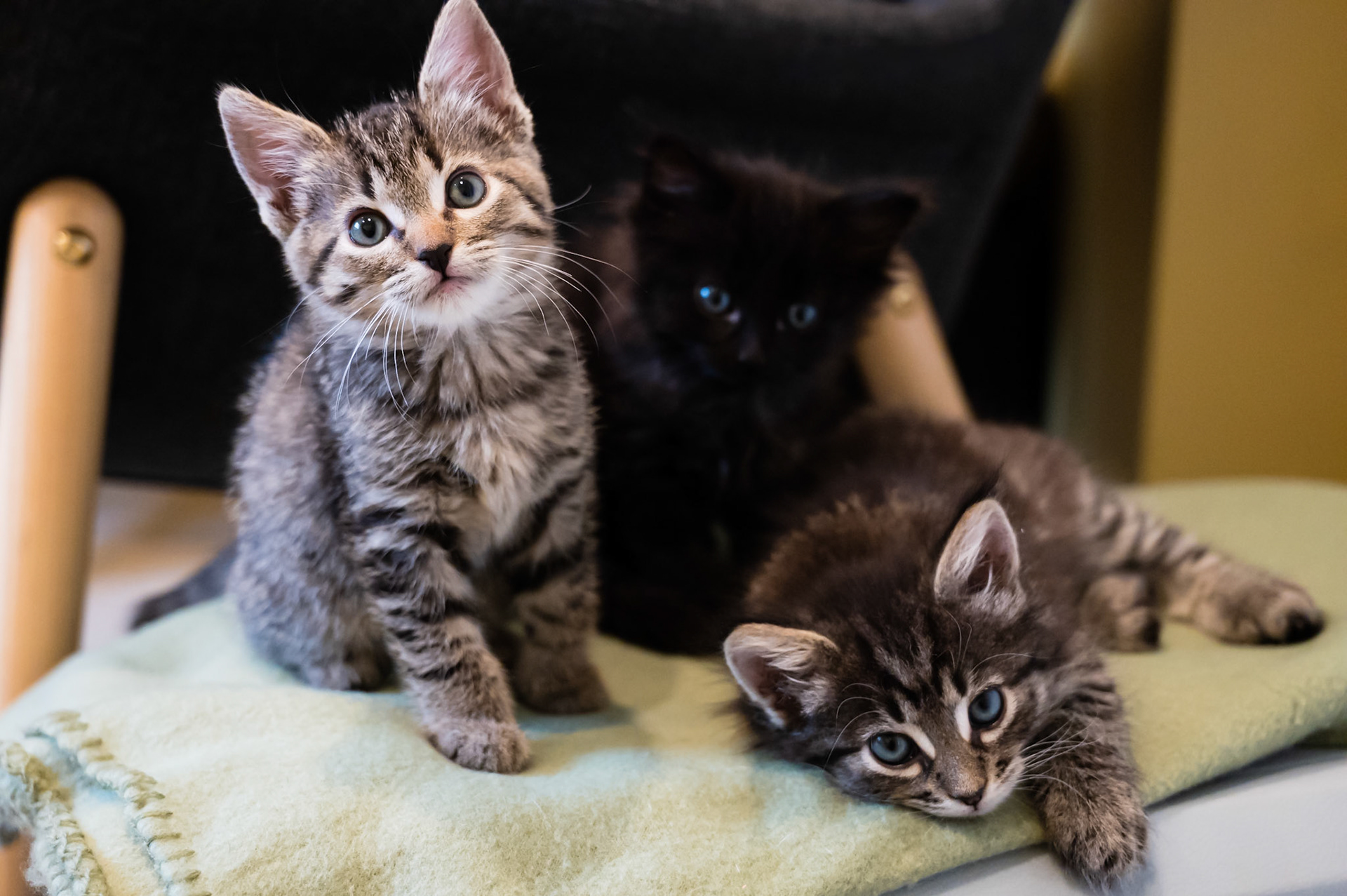 Barney, Lisa, Rollin (Fosters)