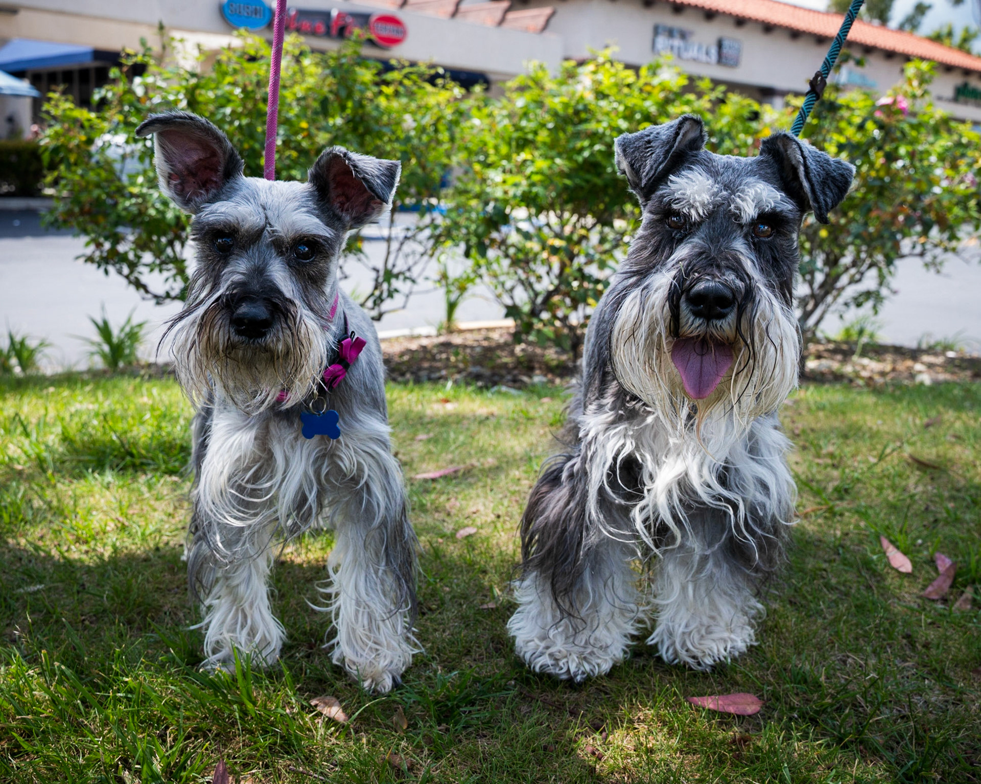 Odin and Bailey