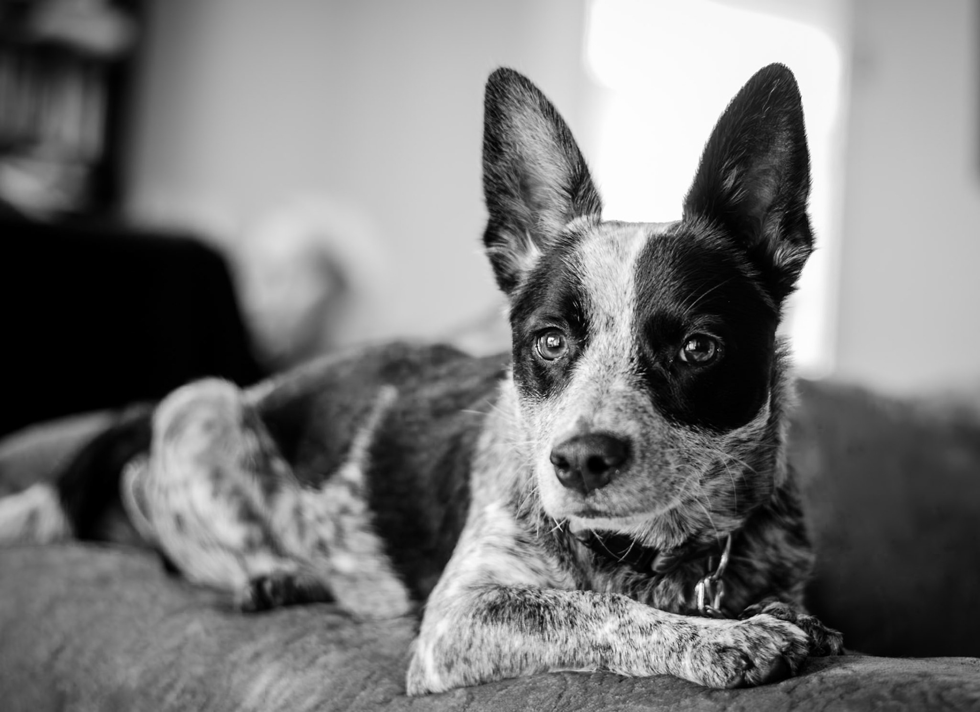 Sadie
