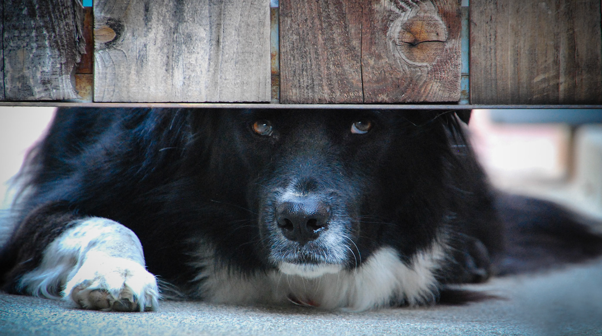Sally Dog