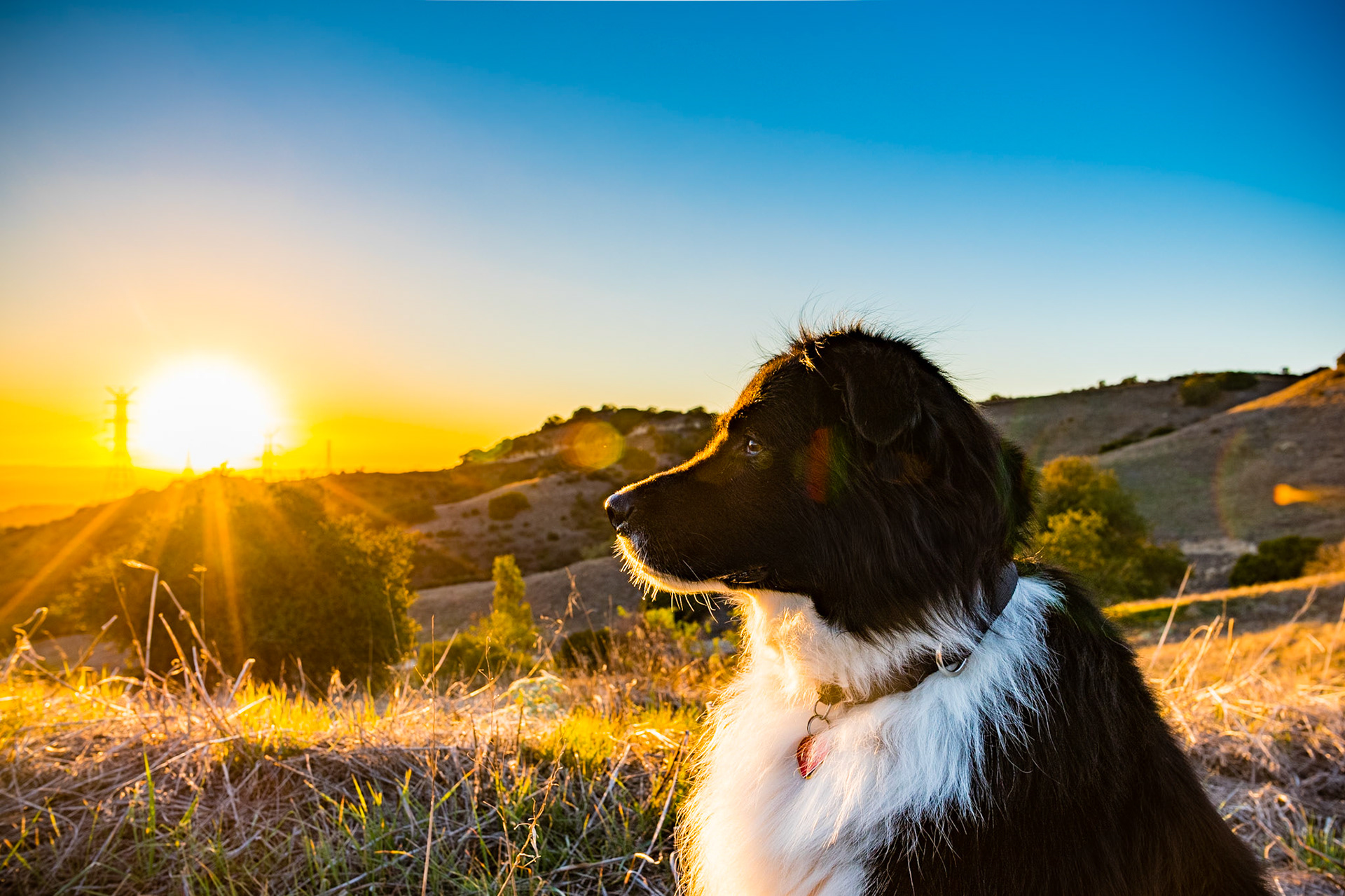Sally at sunset looking over Los Angeles
