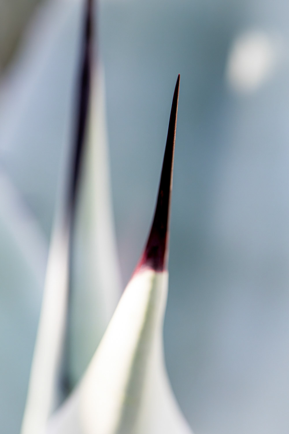 stachelig