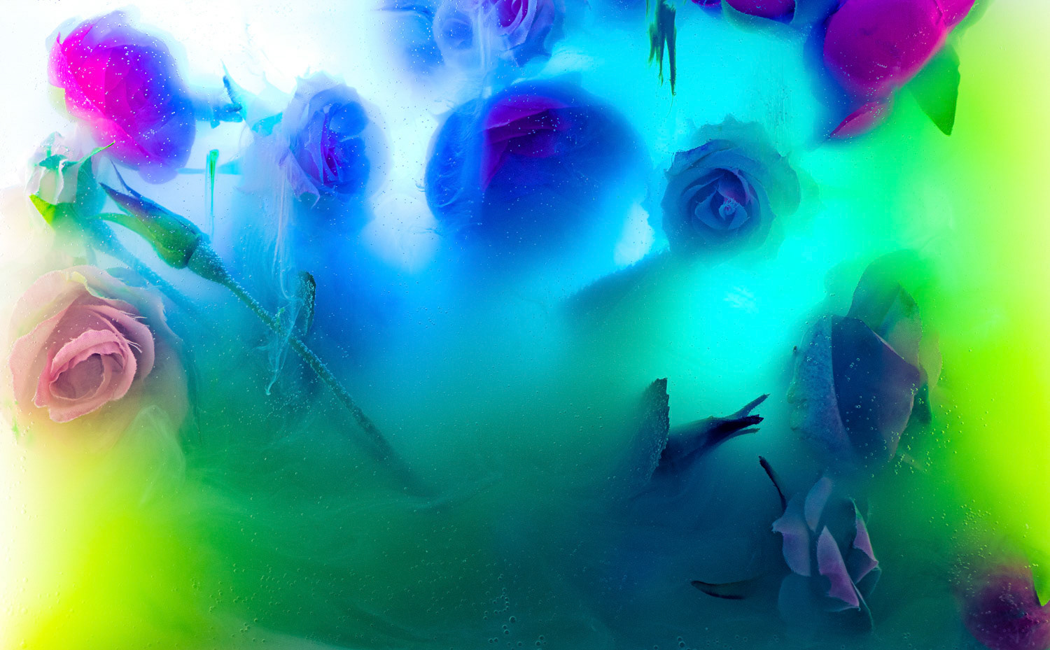 Blumen im Wasser