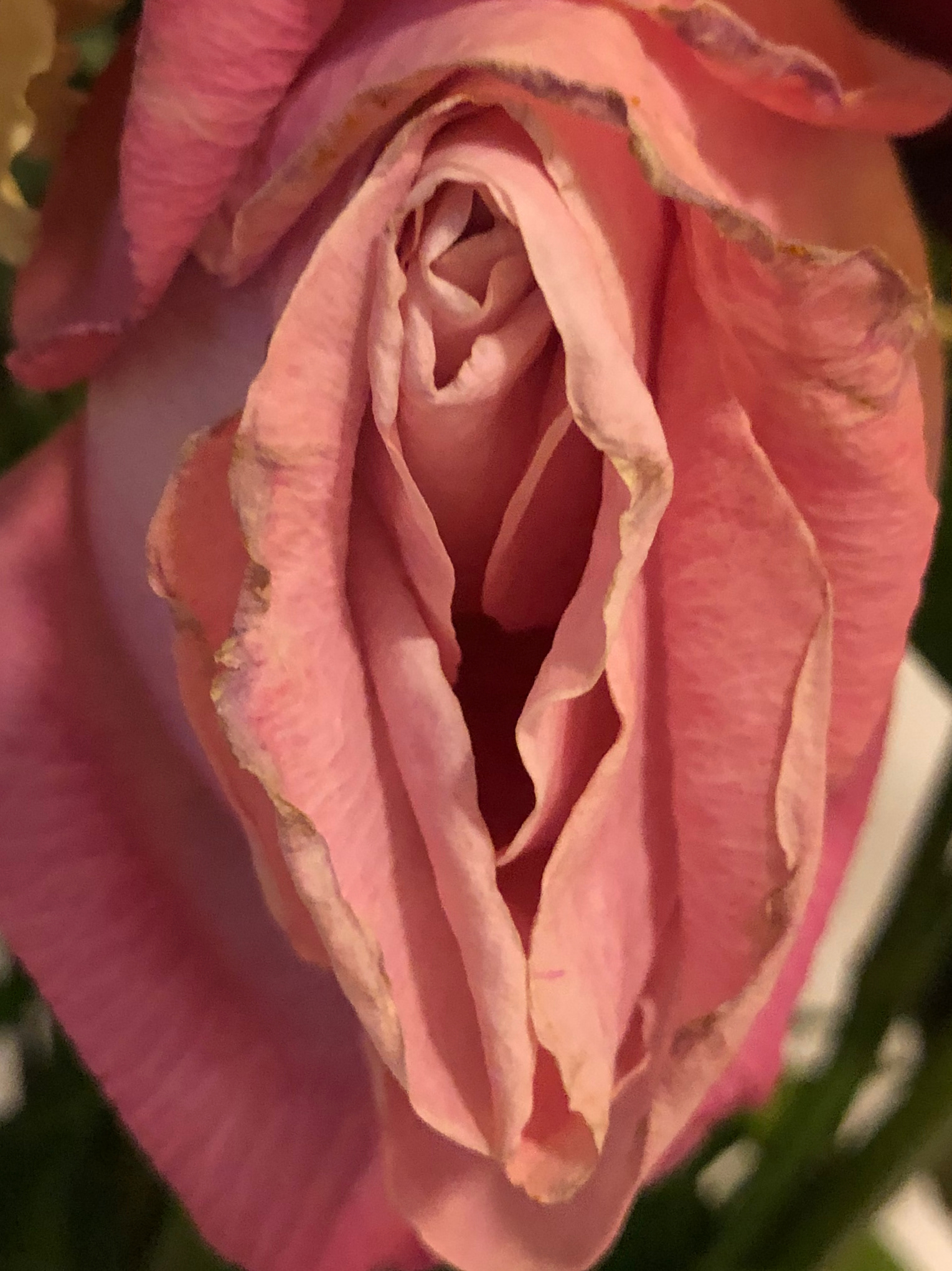 Rose Yoni