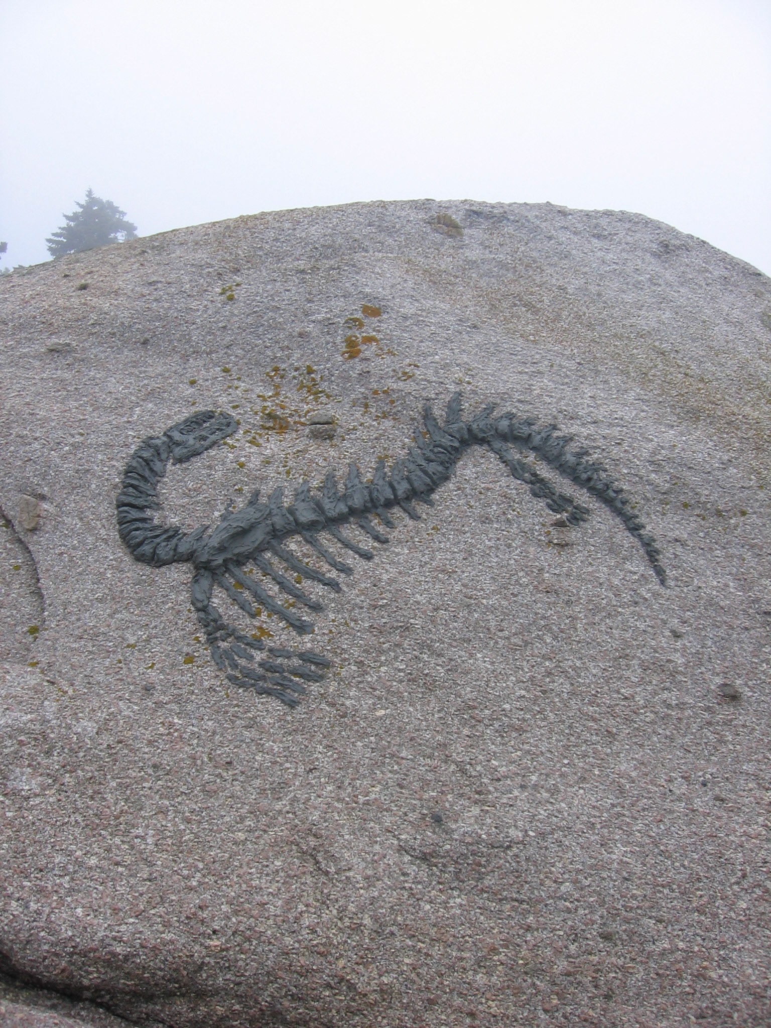 Fossil