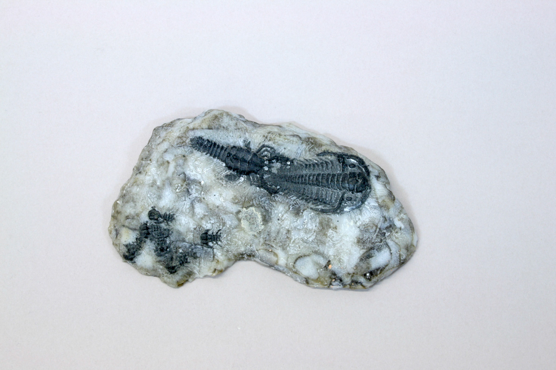 Fossil