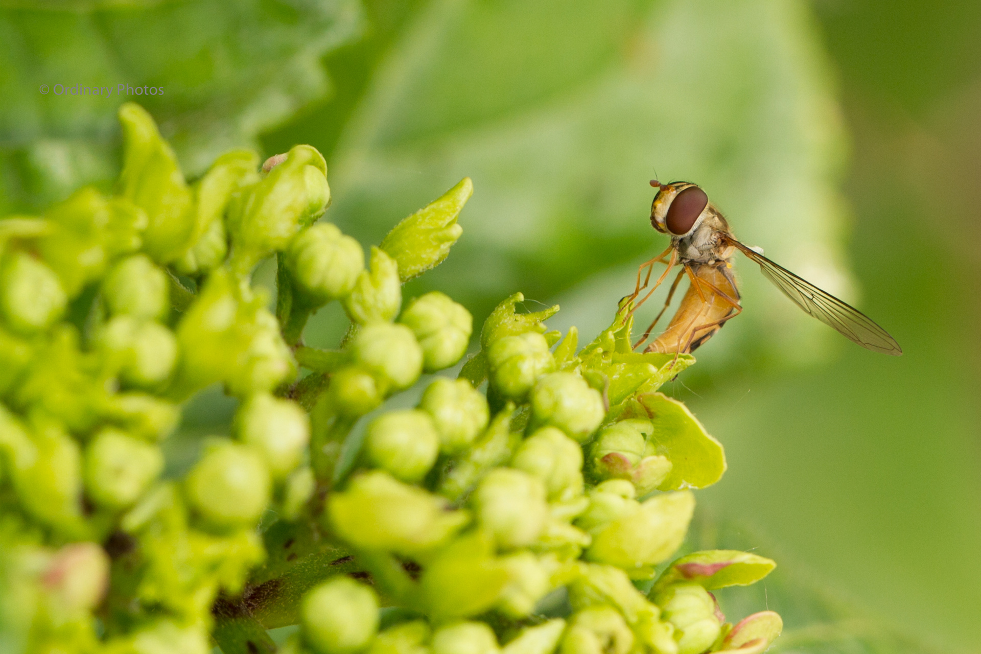 Macro photo of a hoverfly