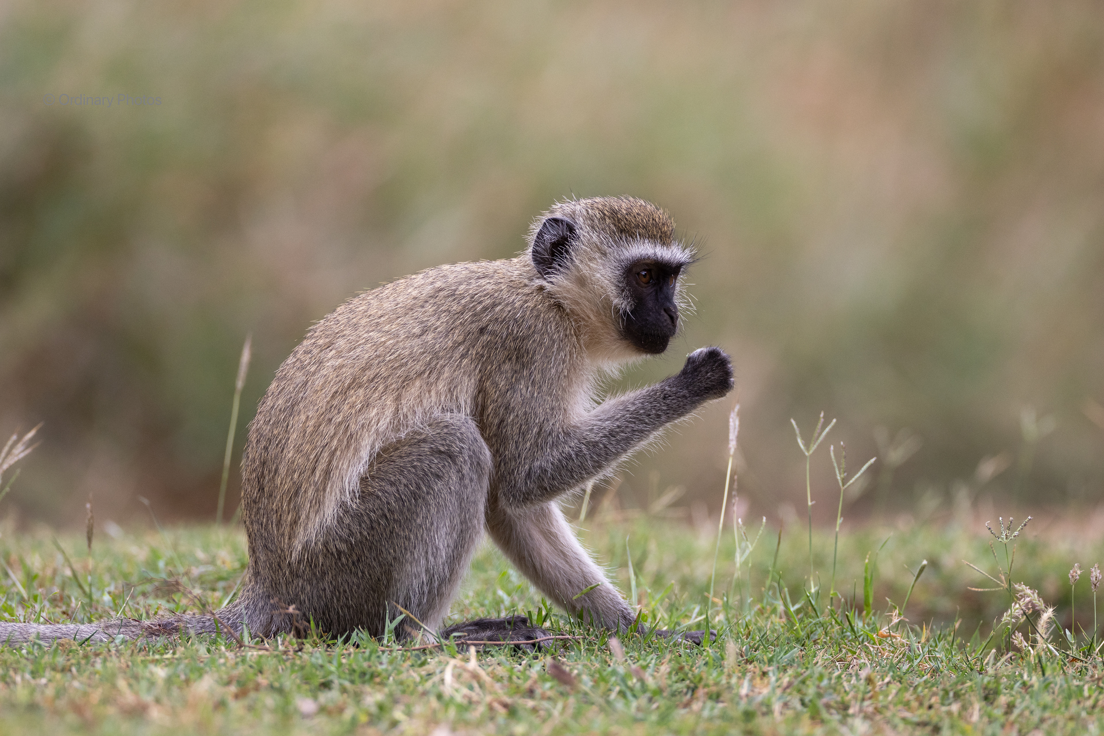 Vervet Monkey at Ashnil Aruba Lodge in Tsavo East