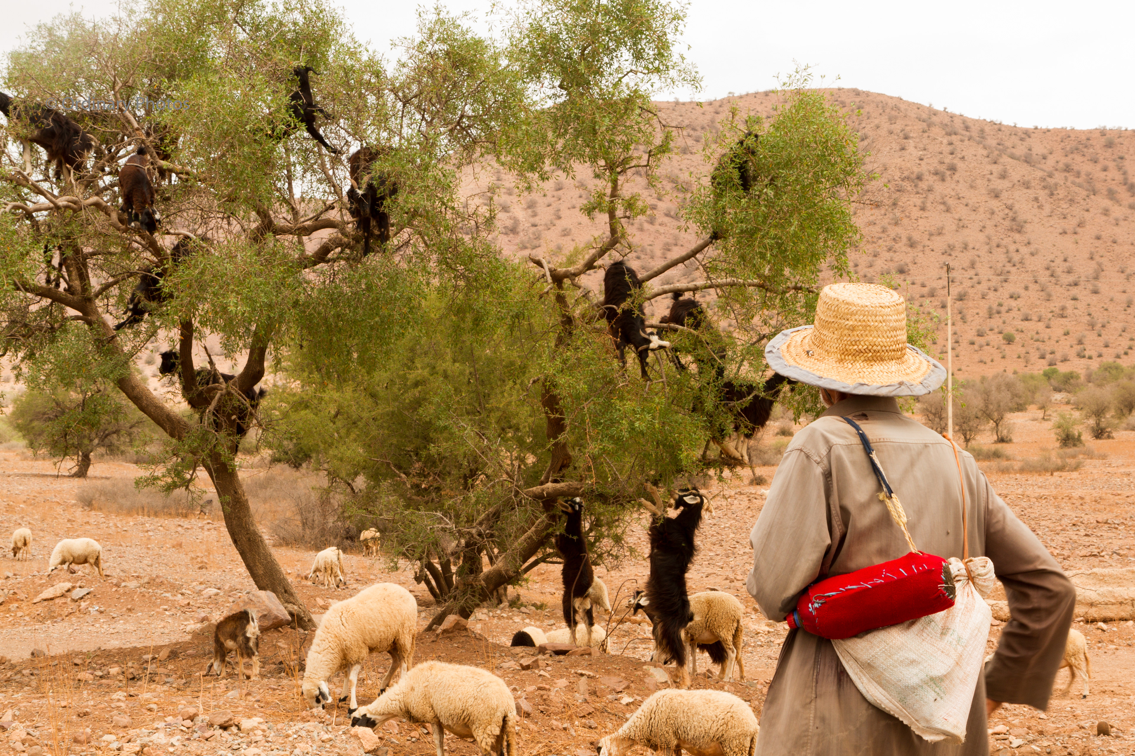 Goats in a tree along the road in Morocco