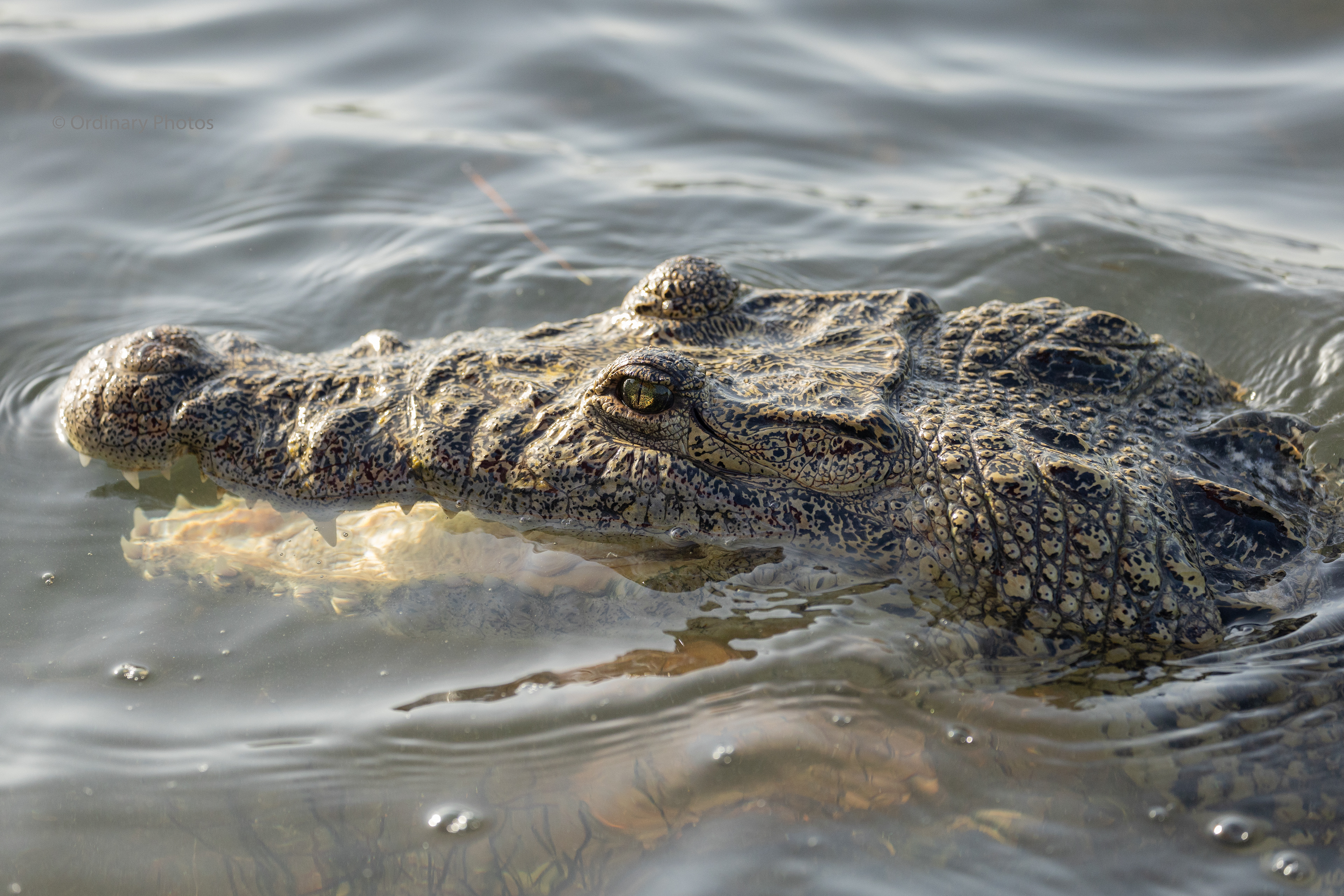 Close-up of a young crocodile in Río Lagartos