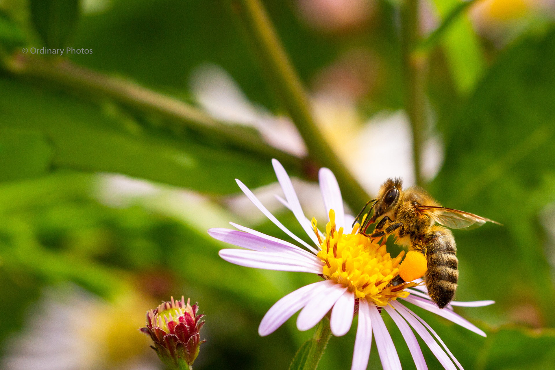 A bee collecting pollen on its legs