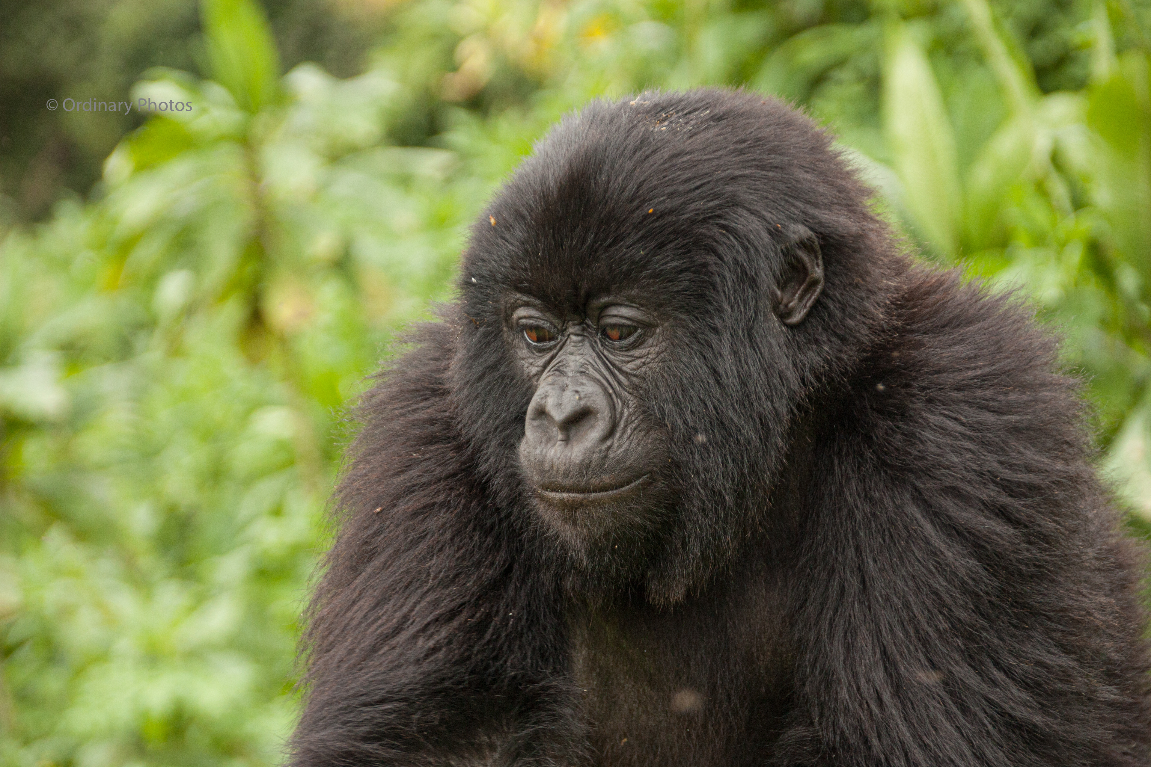 A young mountain gorilla of the Amahoro family in Rwanda's Volcanoes National Park