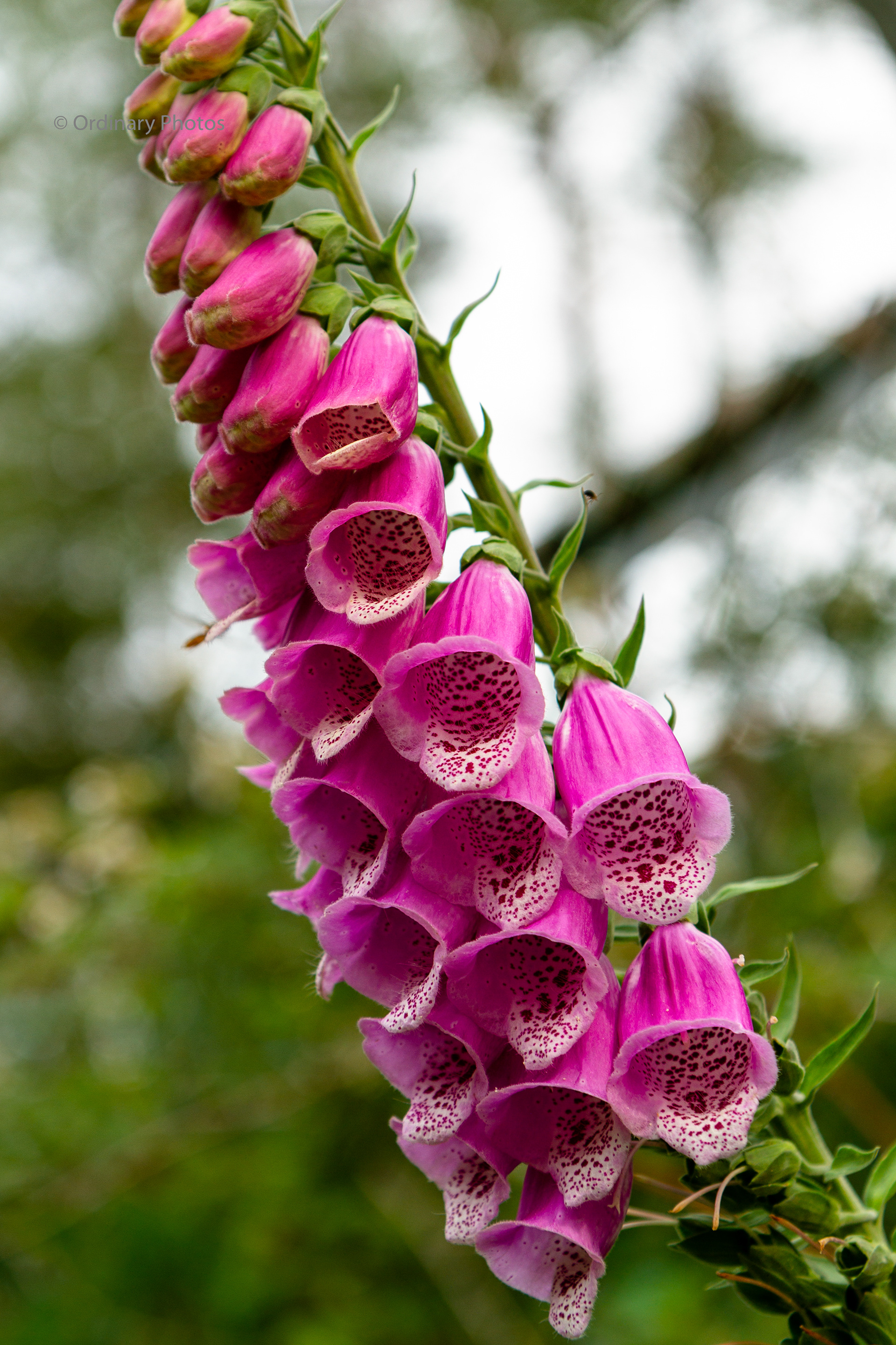 Foxglove close to Park Vliegbasis Soesterberg