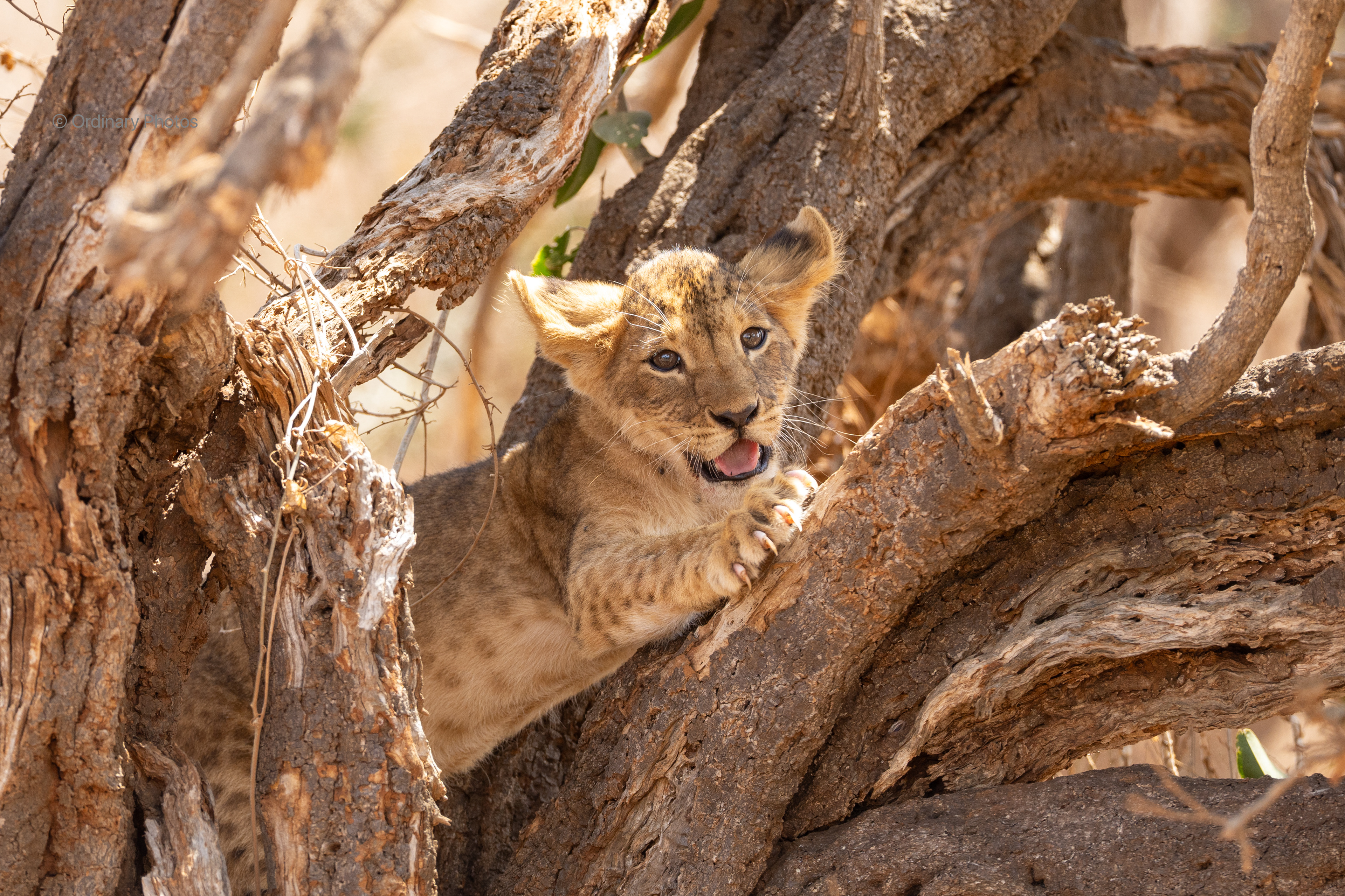 A lion cub in Tsavo East