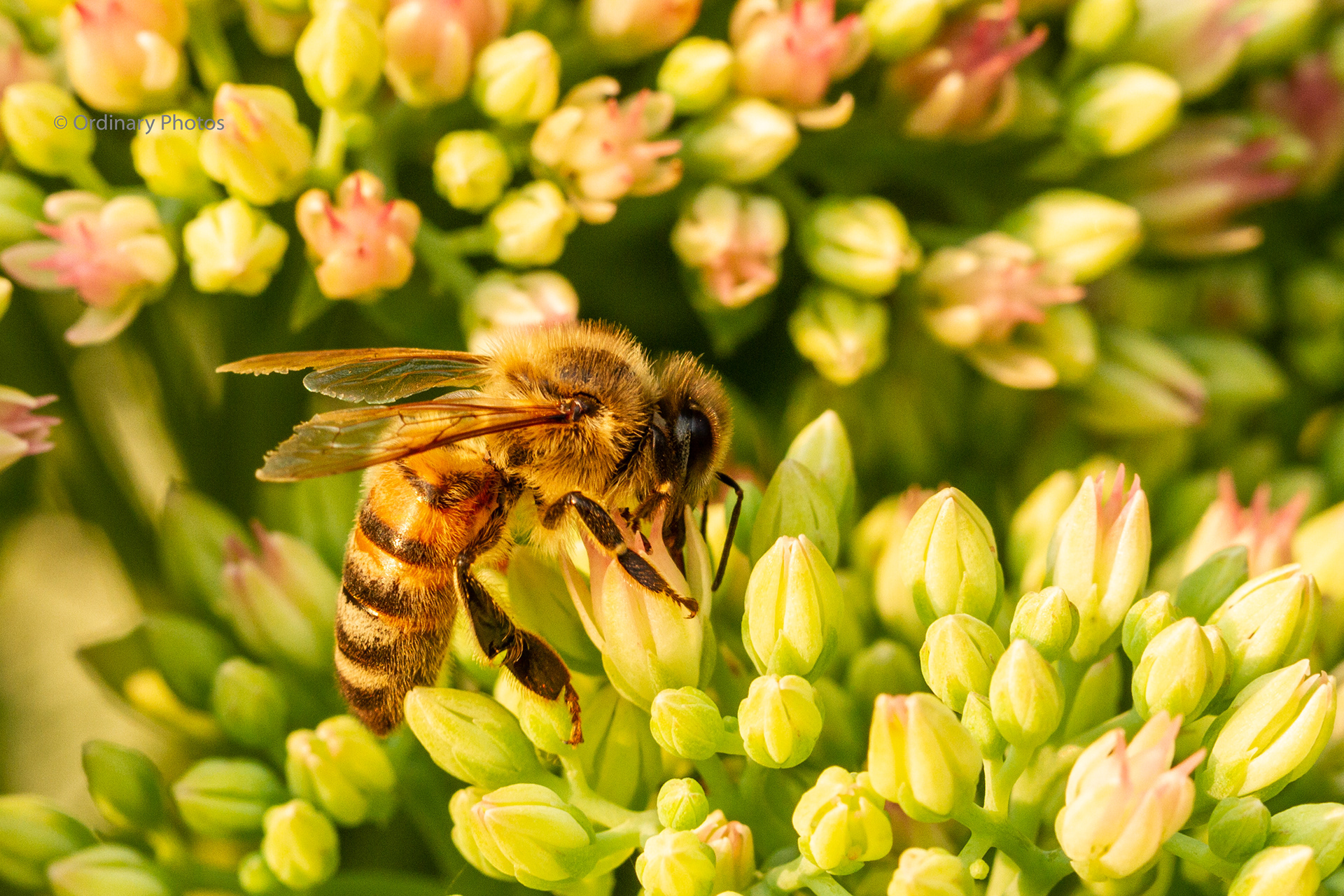 A honey bee in search of nectar
